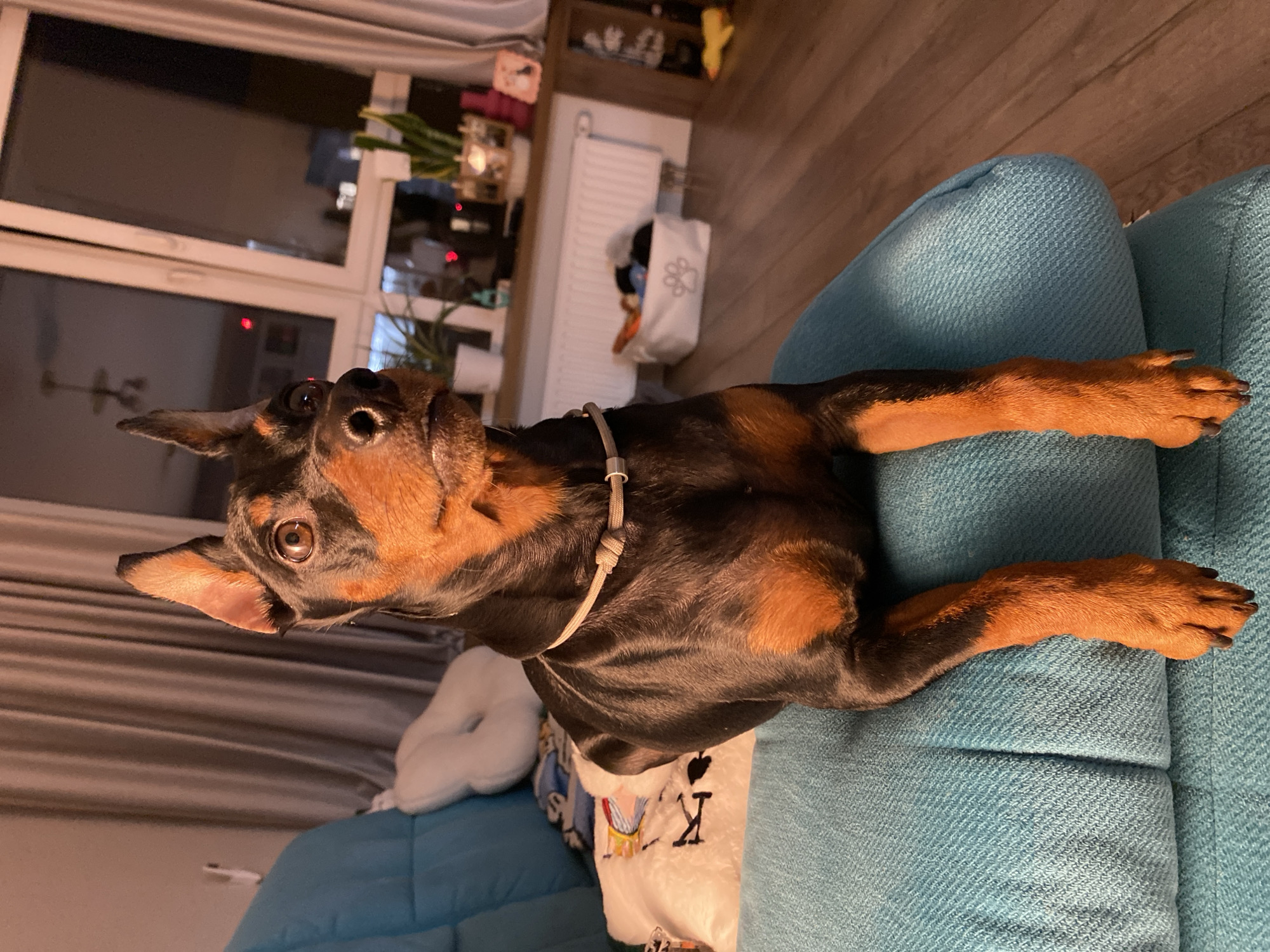 Miniature Pinscher relaxes around a Moscow apartment