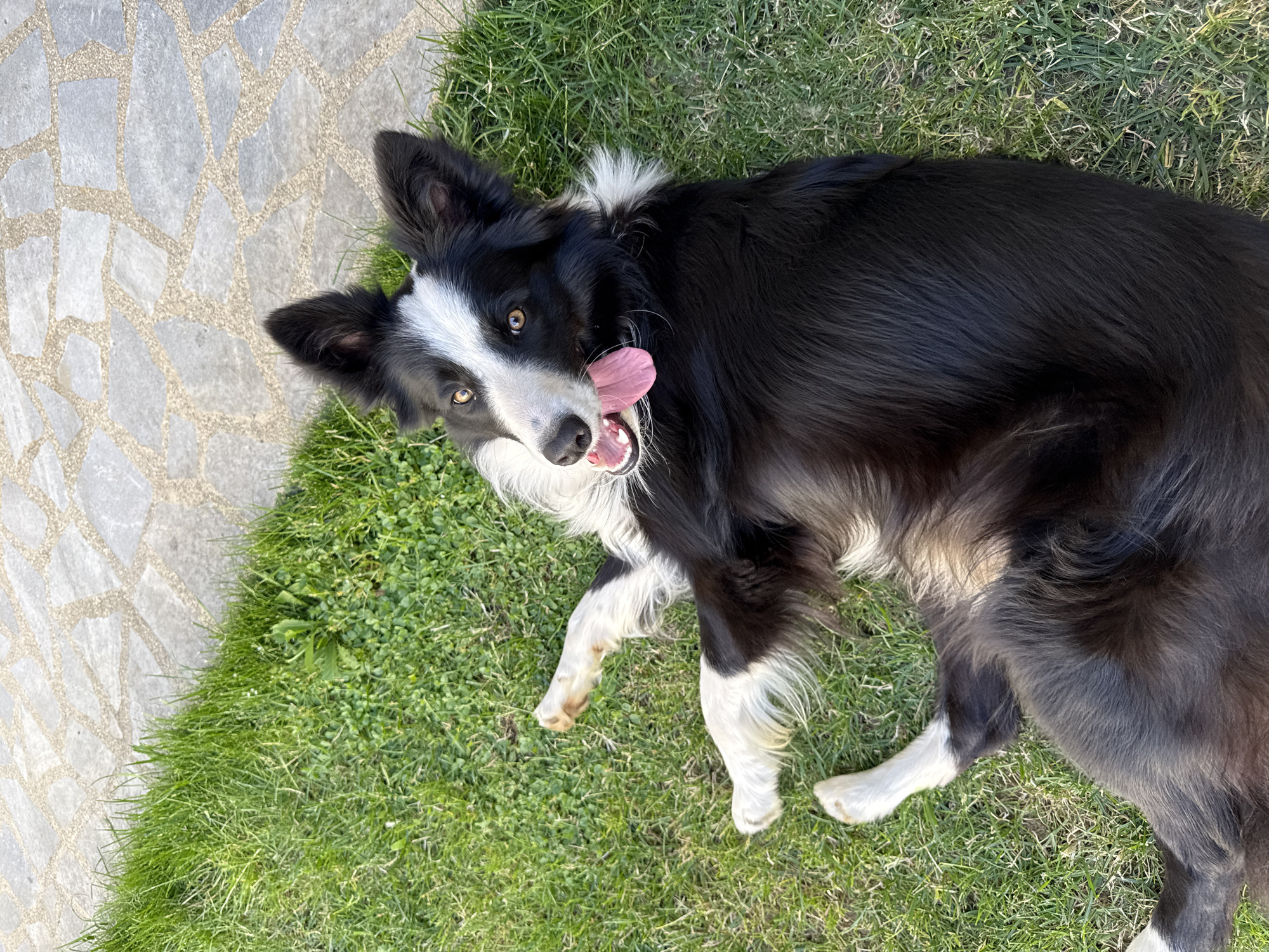 Border Collie plays and rests in a Berkovitsa backyard