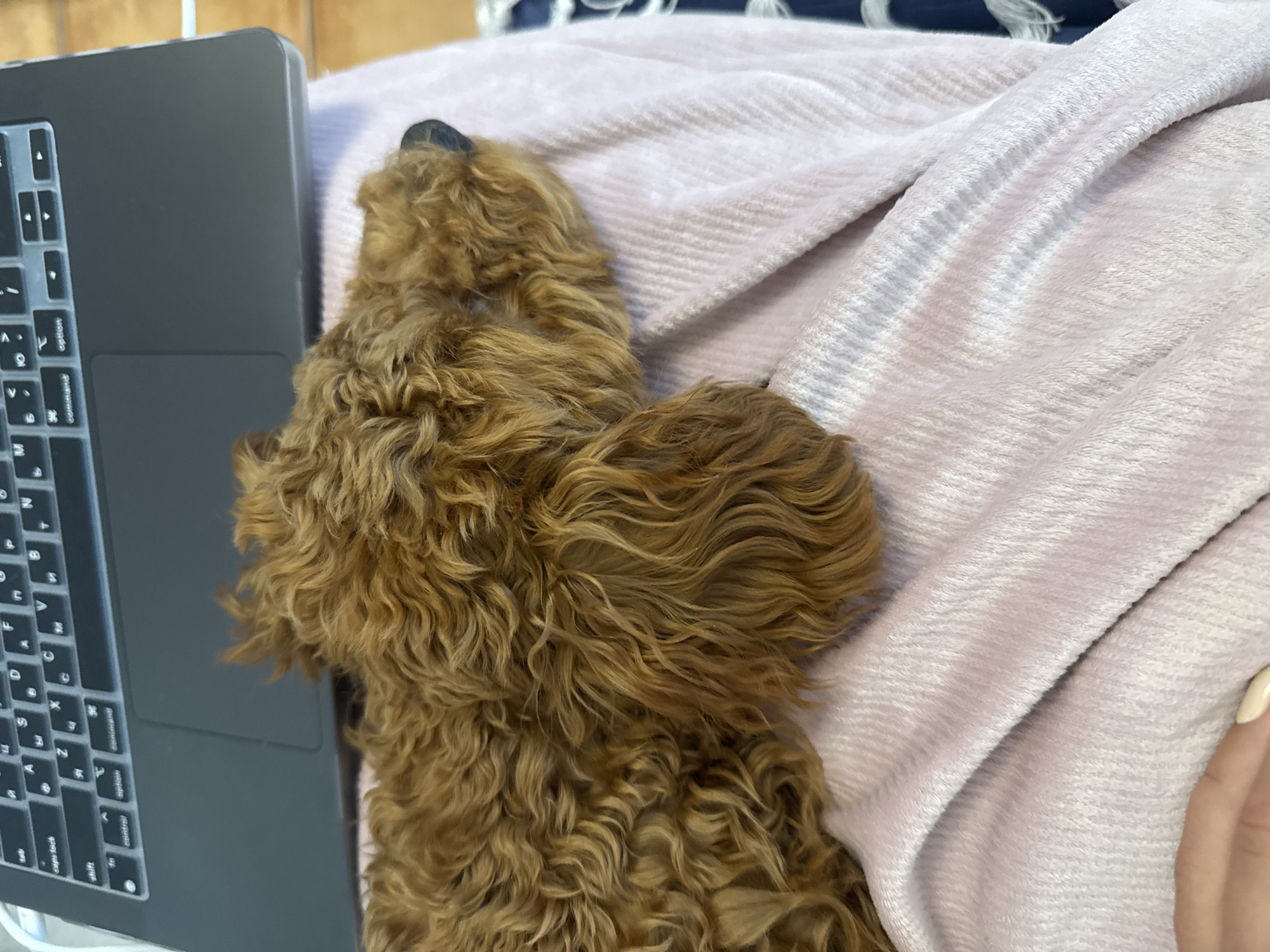 Dog sleeps peacefully beside laptop in Montenegro coastal town