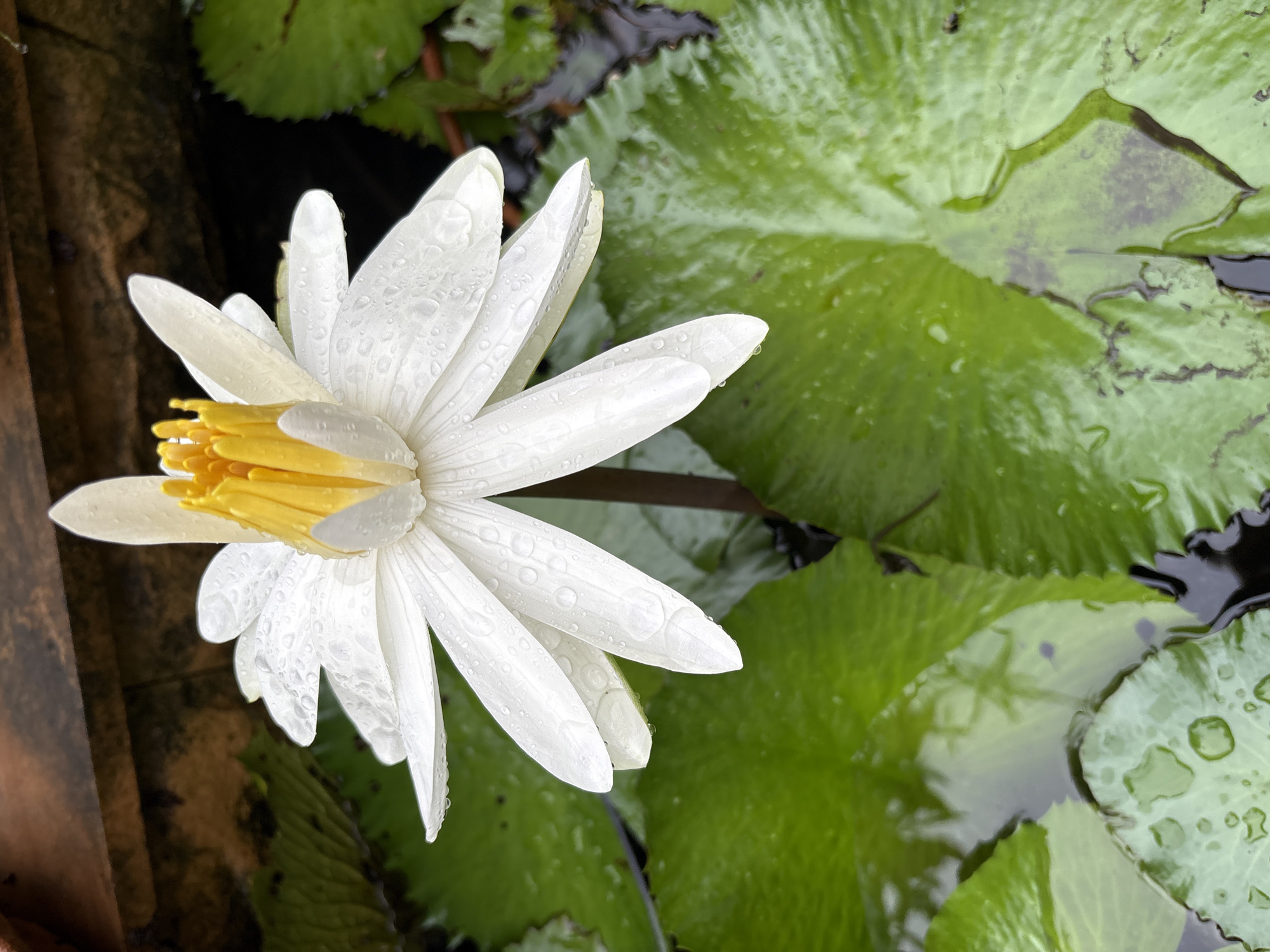 Water lilies, a toad, and a quiet pond in Karon
