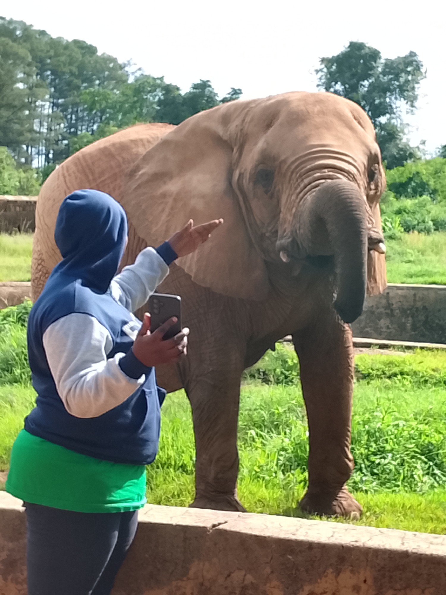 Up close with elephants and ostriches at a wildlife enclosure