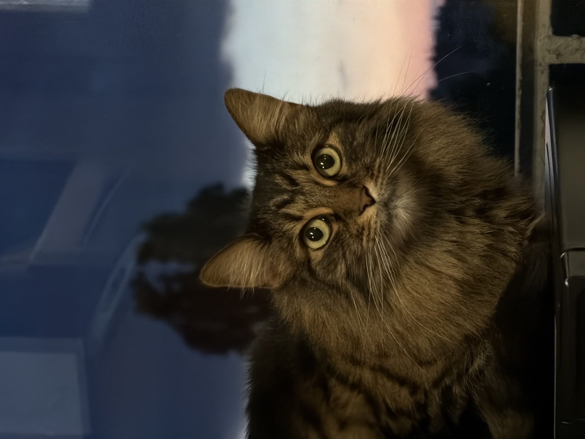 Domestic cats observed lounging indoors with food items