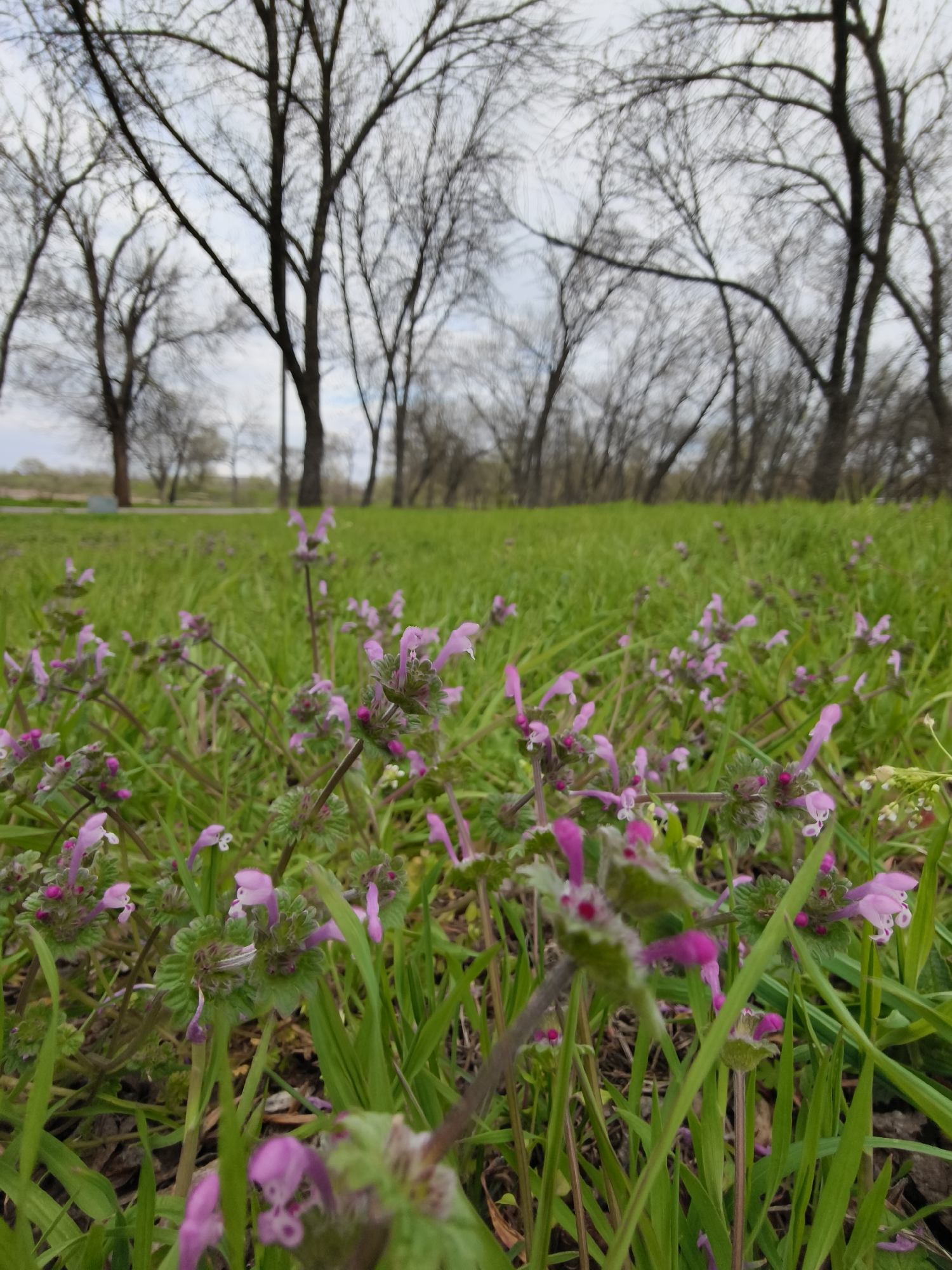 Spring park photoshoot captures wildflowers in Kryvyi Rih