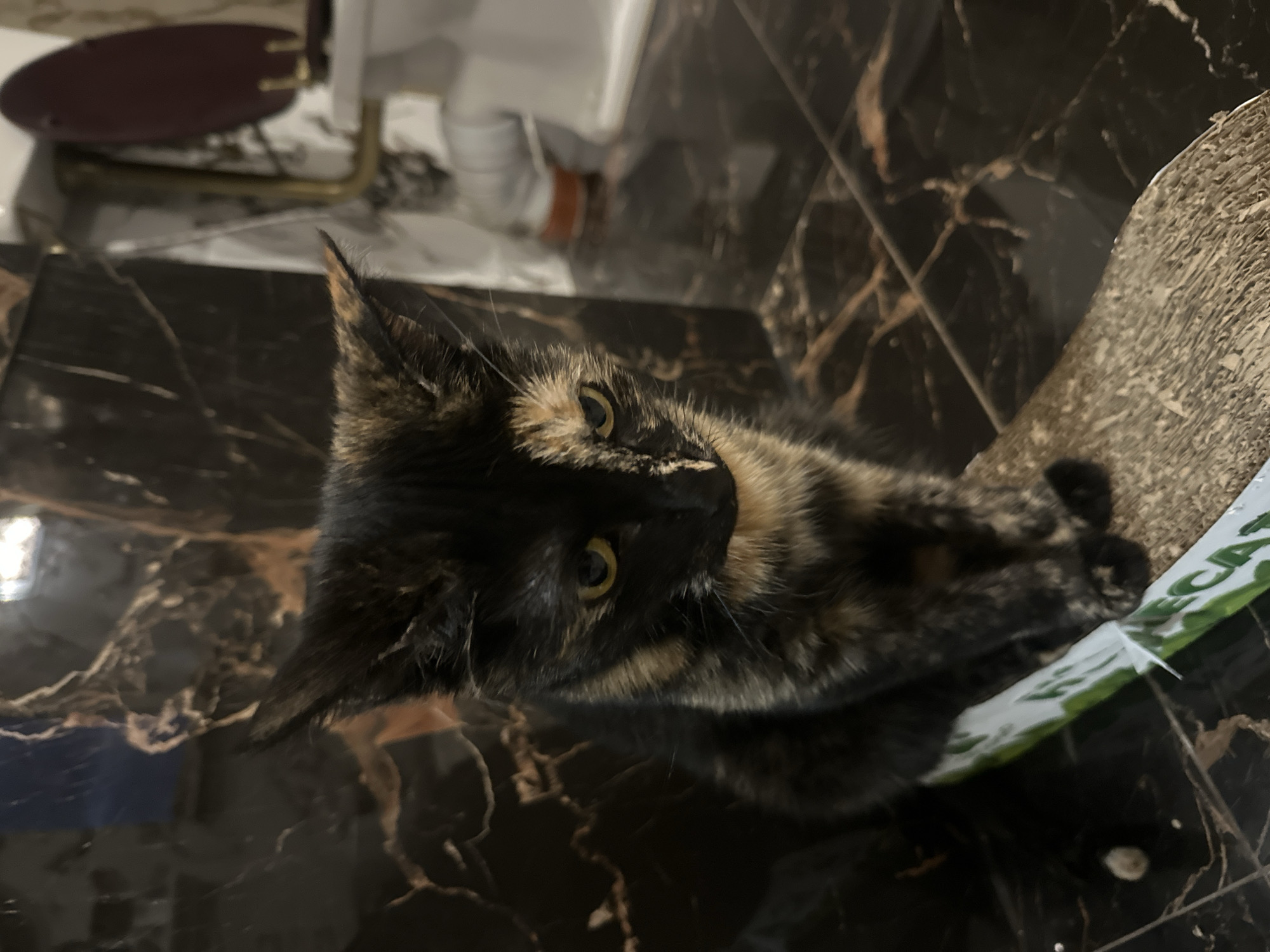 Tortoiseshell and Scottish Fold cats at home in Virki