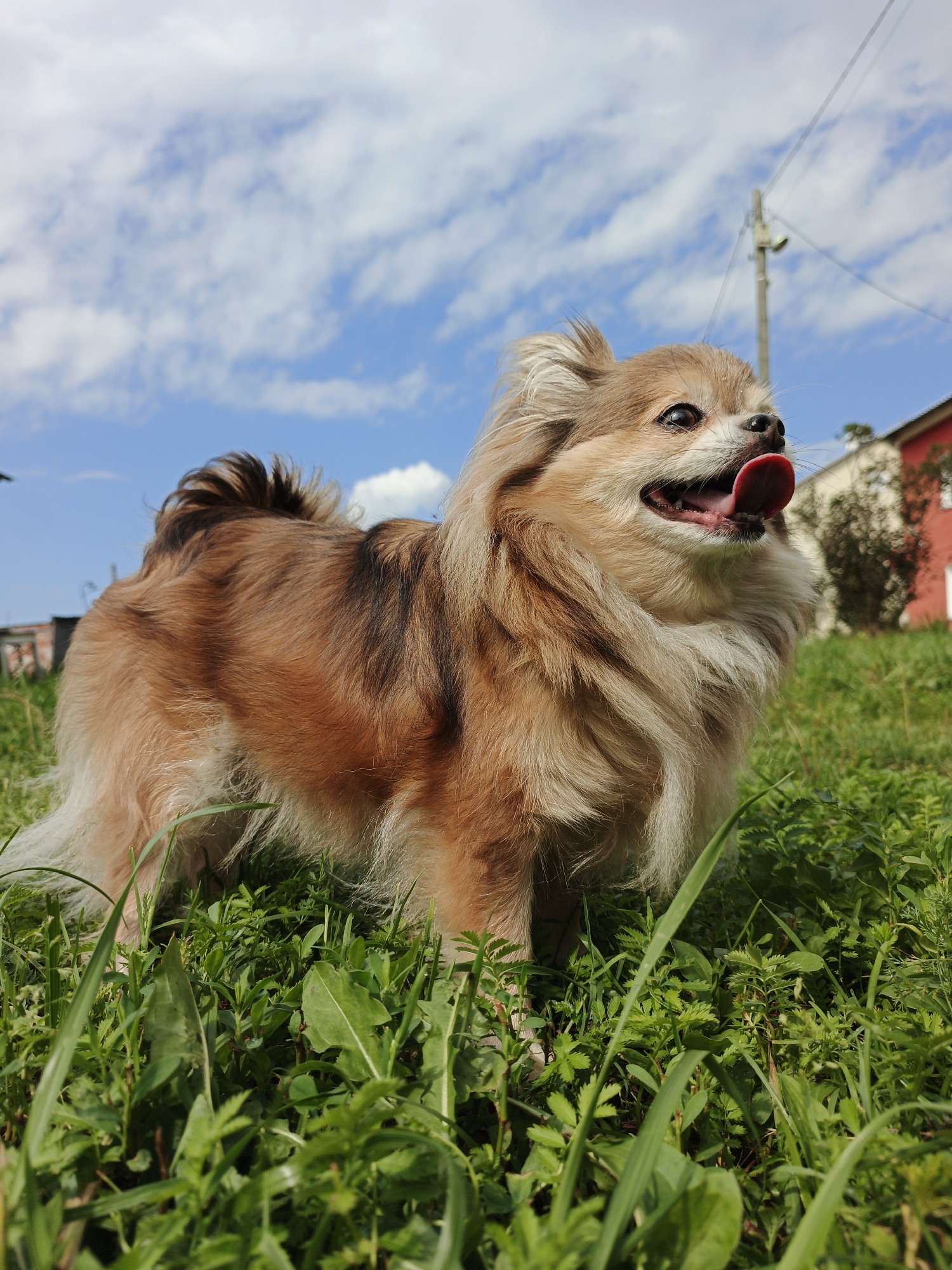 Dogs hanging out on a summer morning in rural Russia