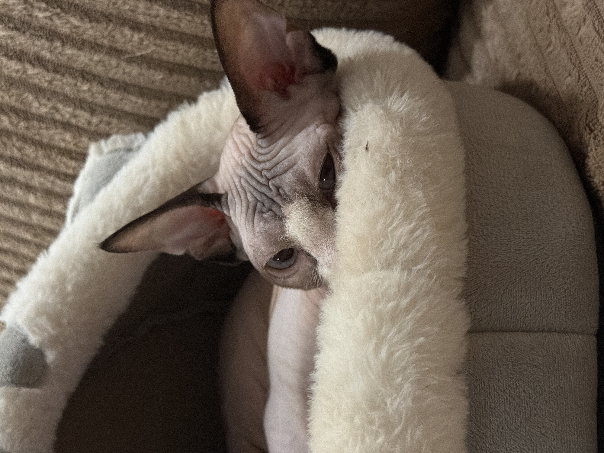 Sphynx cat relaxing in a plush bed, Odesa
