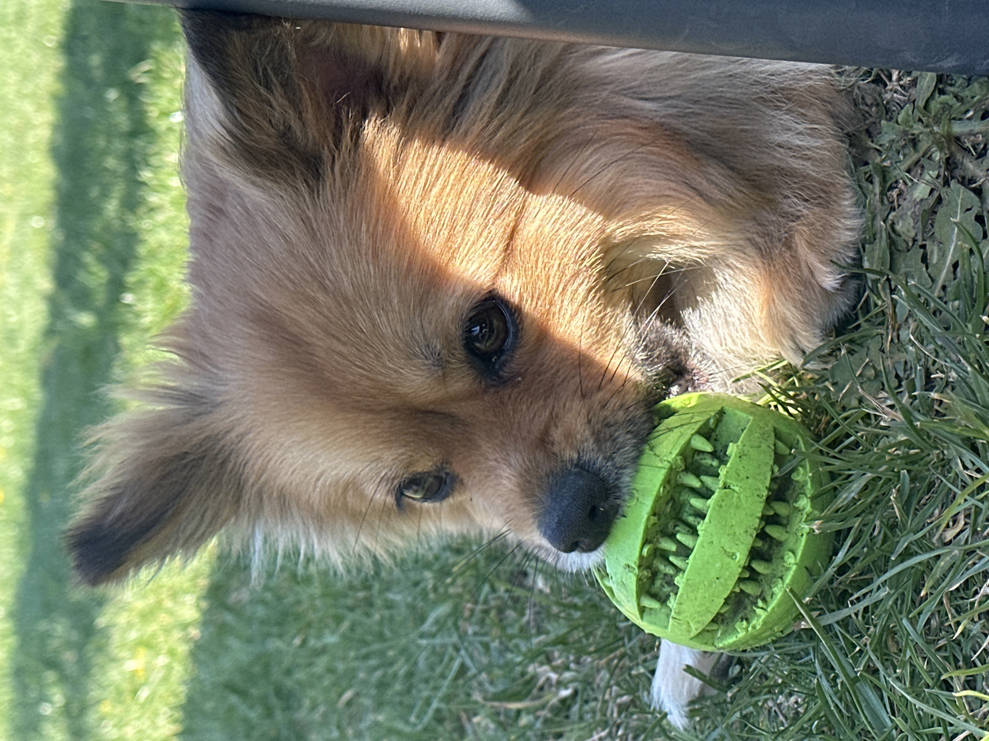 Dogs play and rest in Bulgarian backyard Sunday morning
