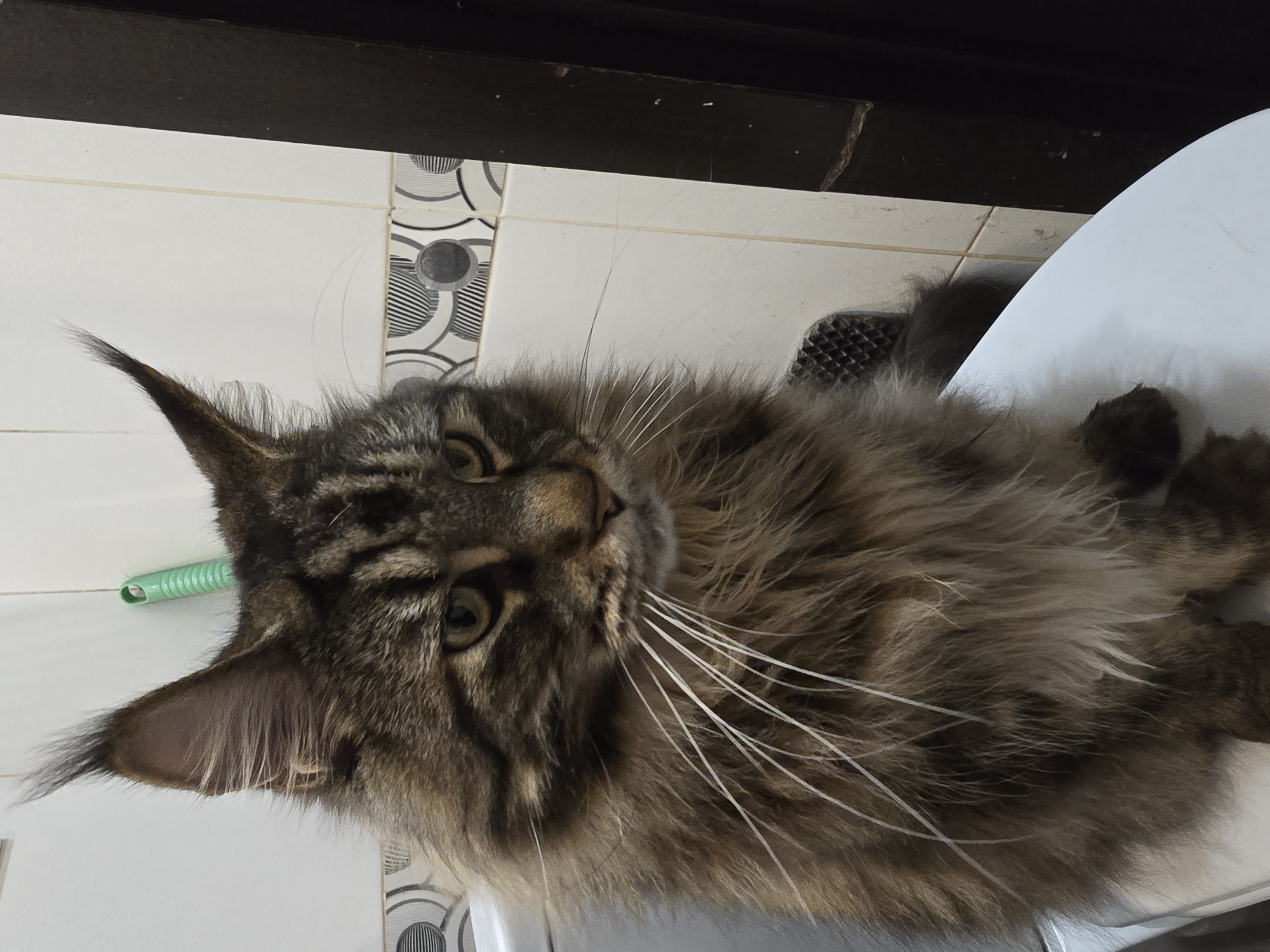 Tabby cat's bathroom routine and drinking habits captured indoors