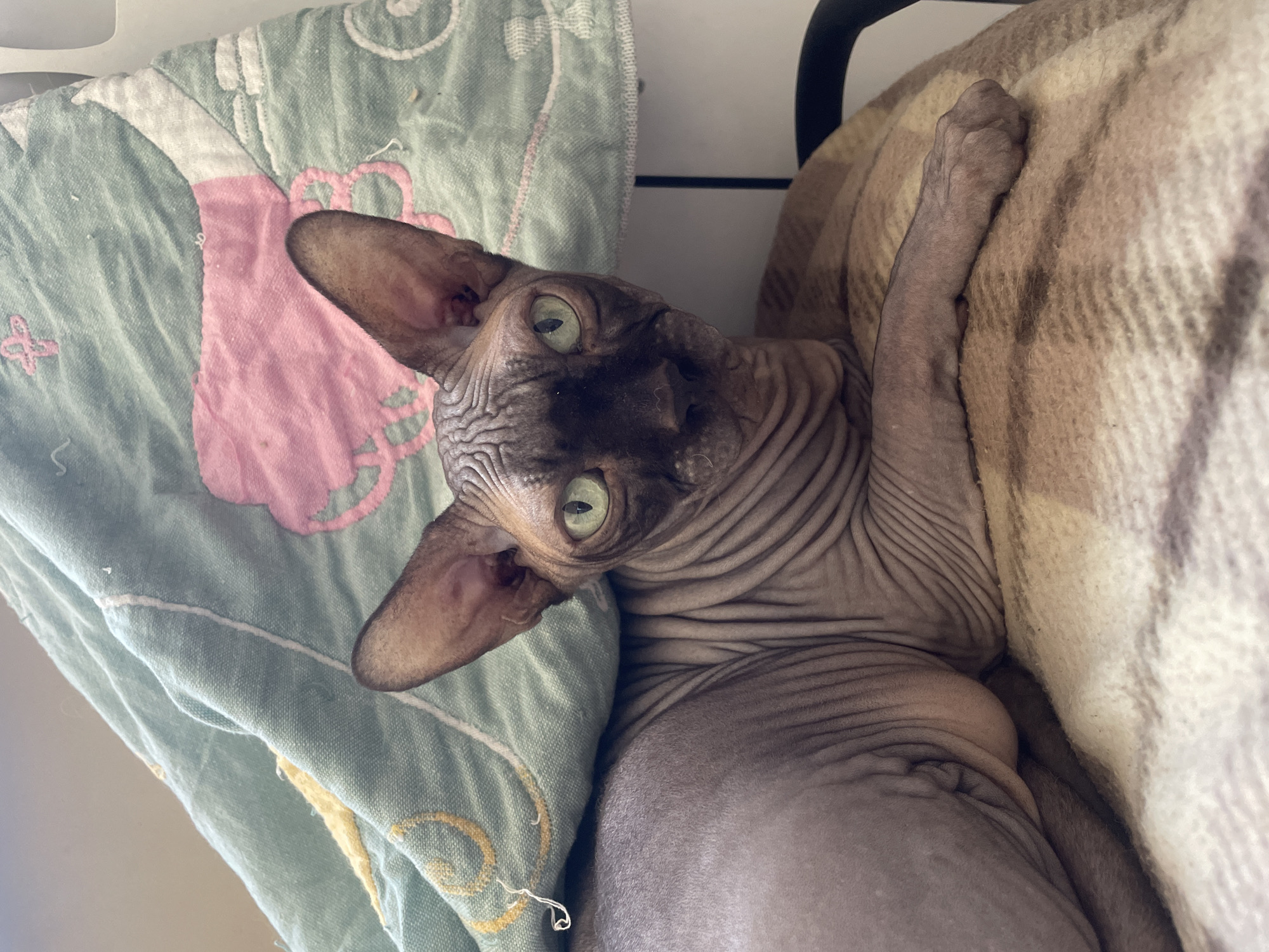 Domestic cats observed resting in residential indoor spaces