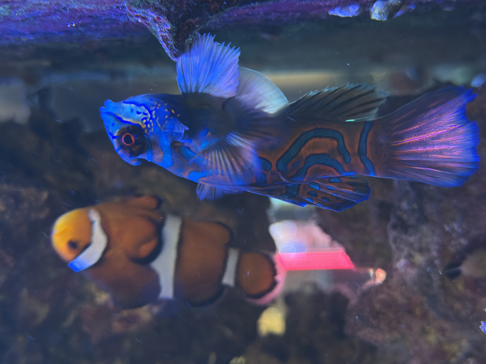 Tropical fish observed in aquarium display in Pleven, Bulgaria