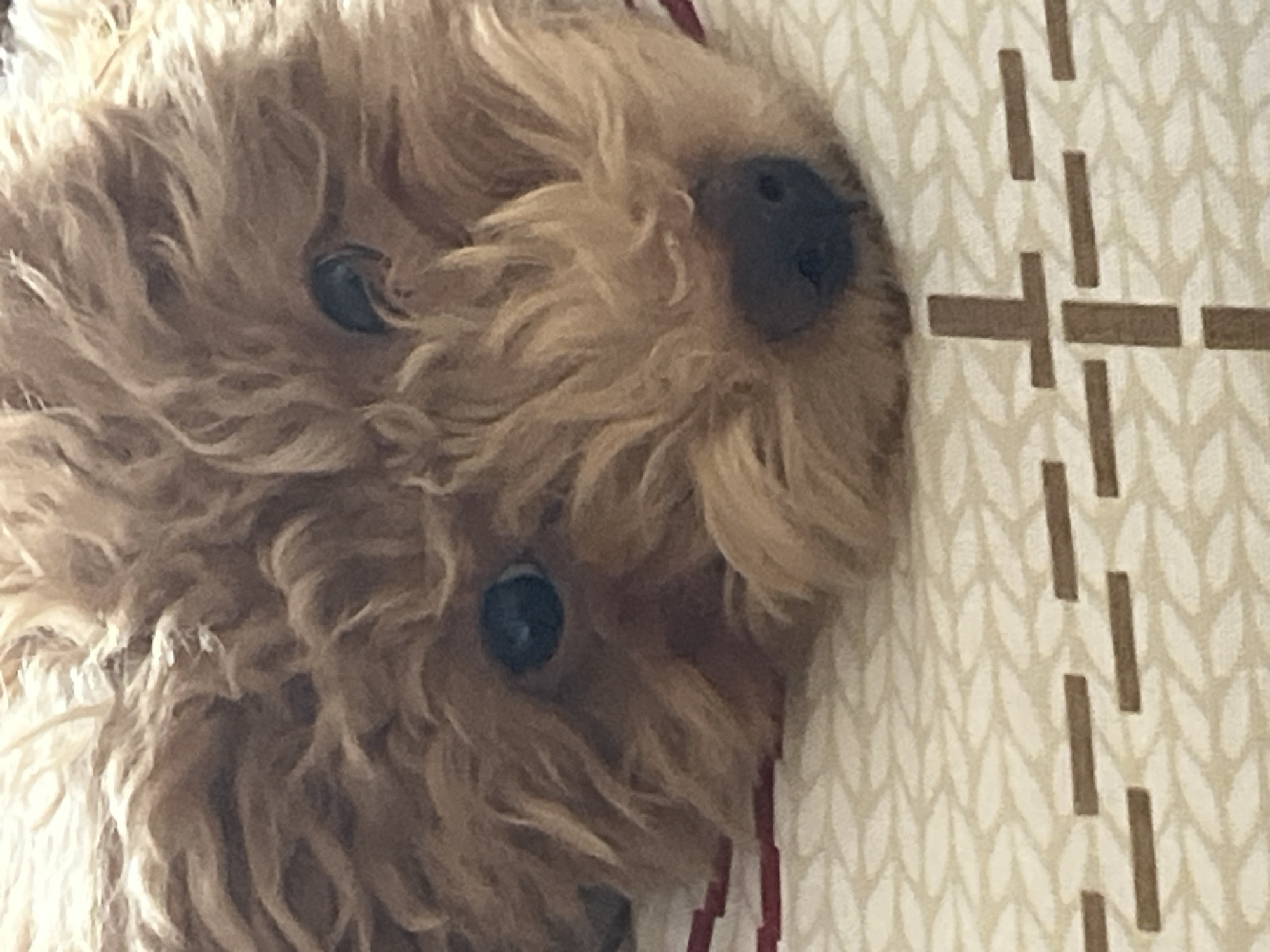 Curly dog resting indoors near minimalist tree wall art