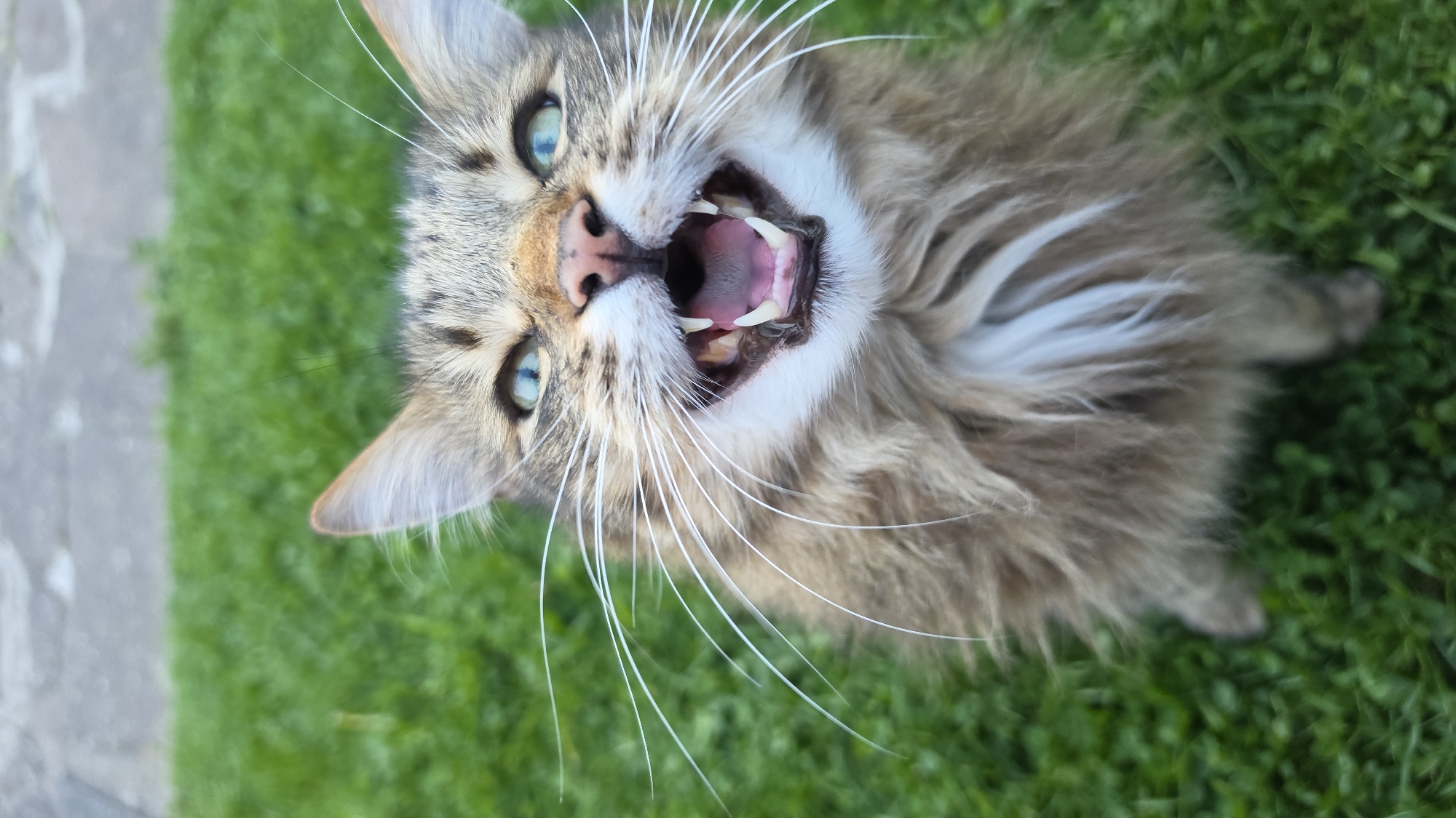 Tabby cat photographed in London park during evening hours