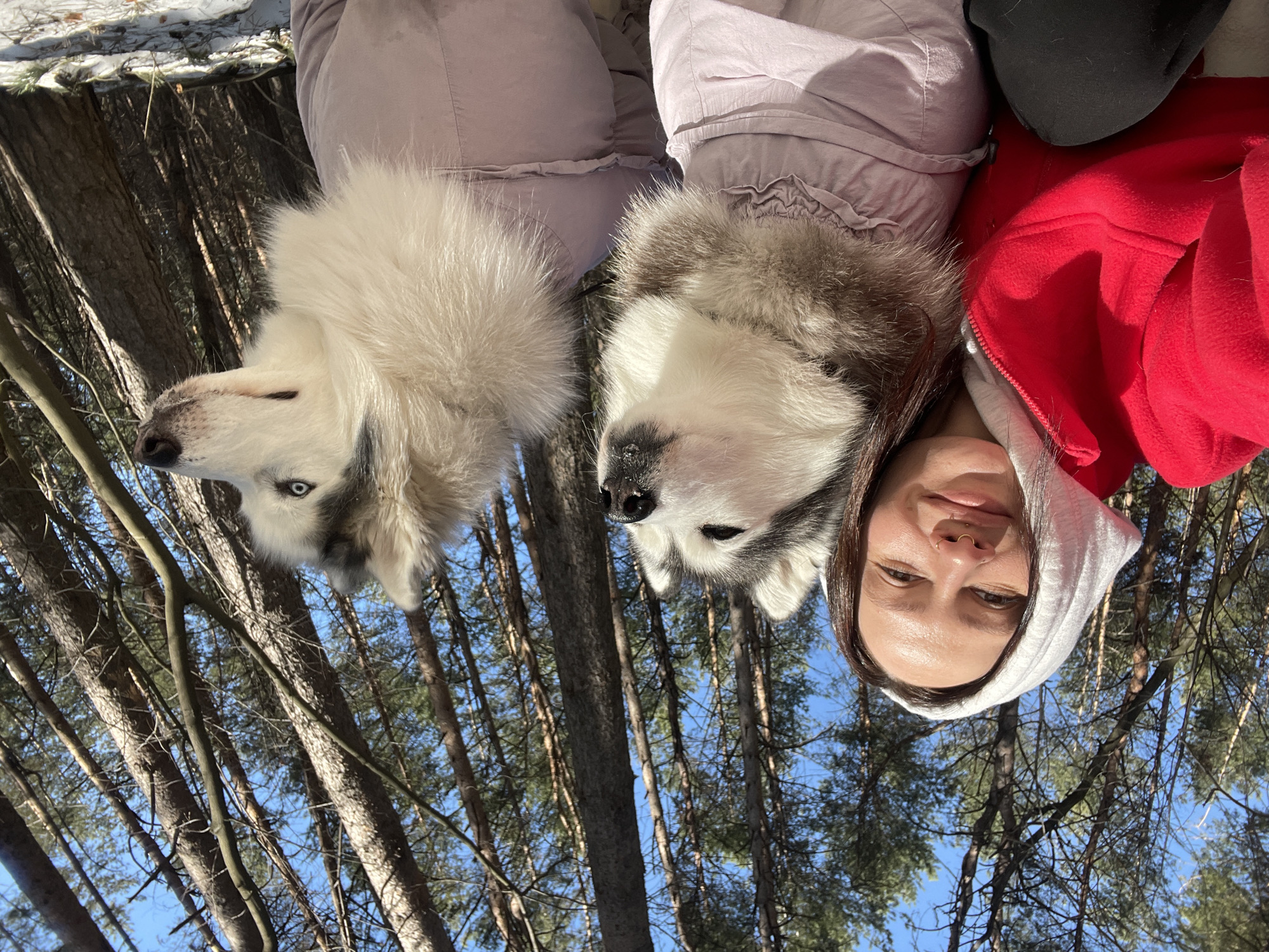 Woman walks husky in snowy Russian forest
