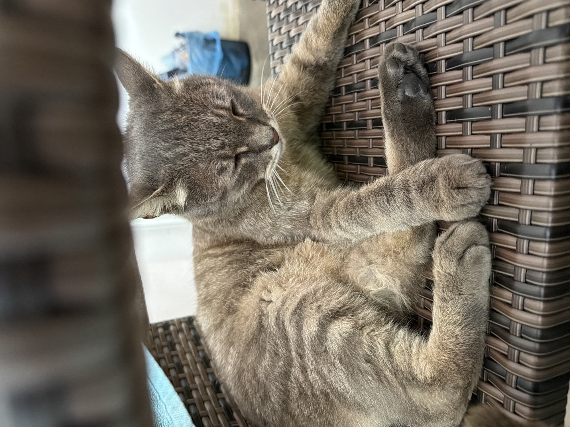 Lazy morning with a tabby cat in rural Bulgaria