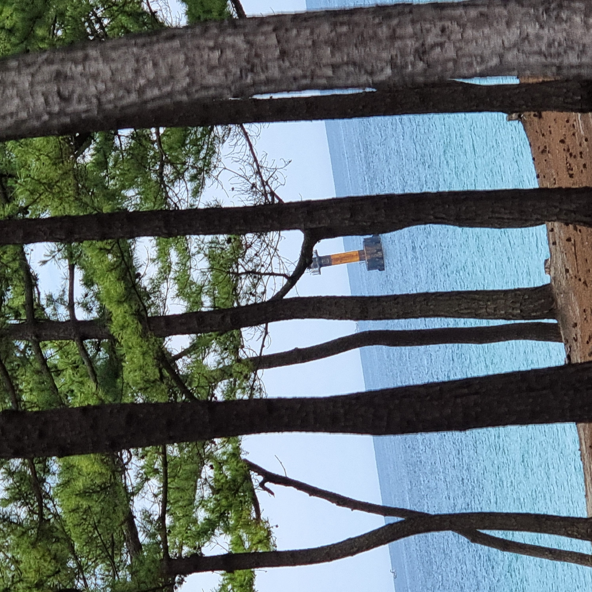 Pine trees and a lighthouse frame the East Sea in Gangneung