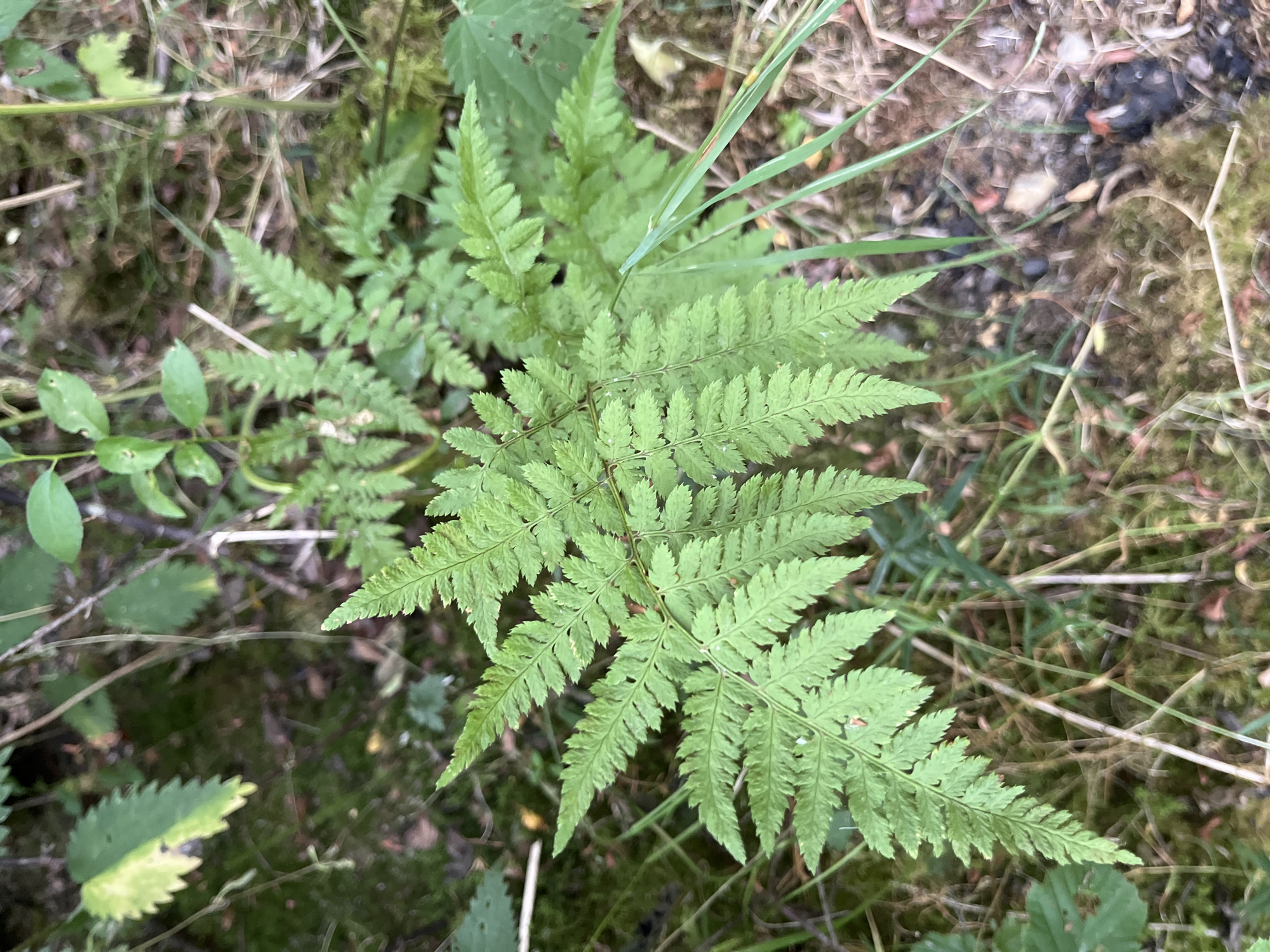 Woodland walk and horse pastures near Saint Vith, Belgium