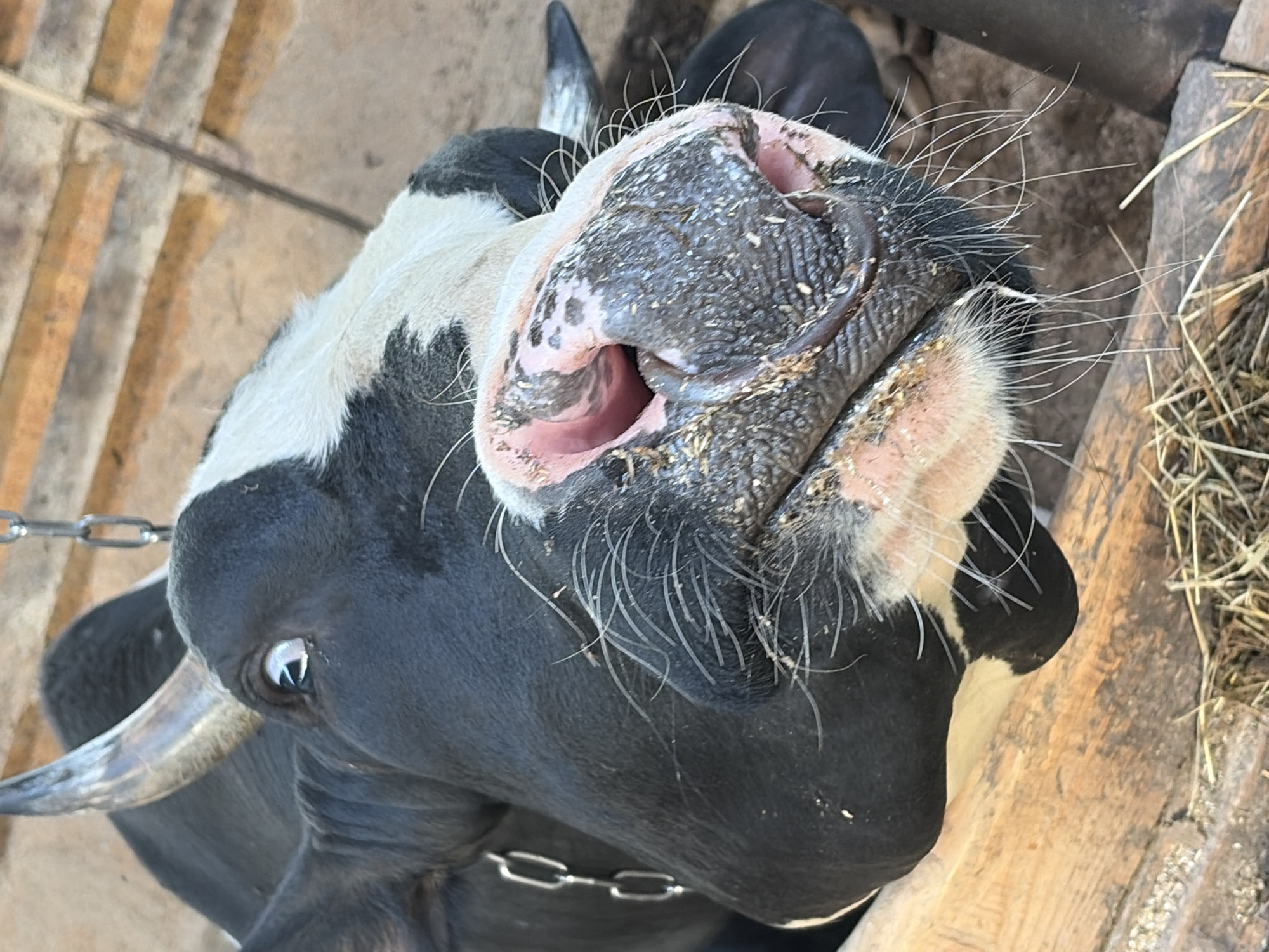 Dairy farm visit documented in Чумна, Russia