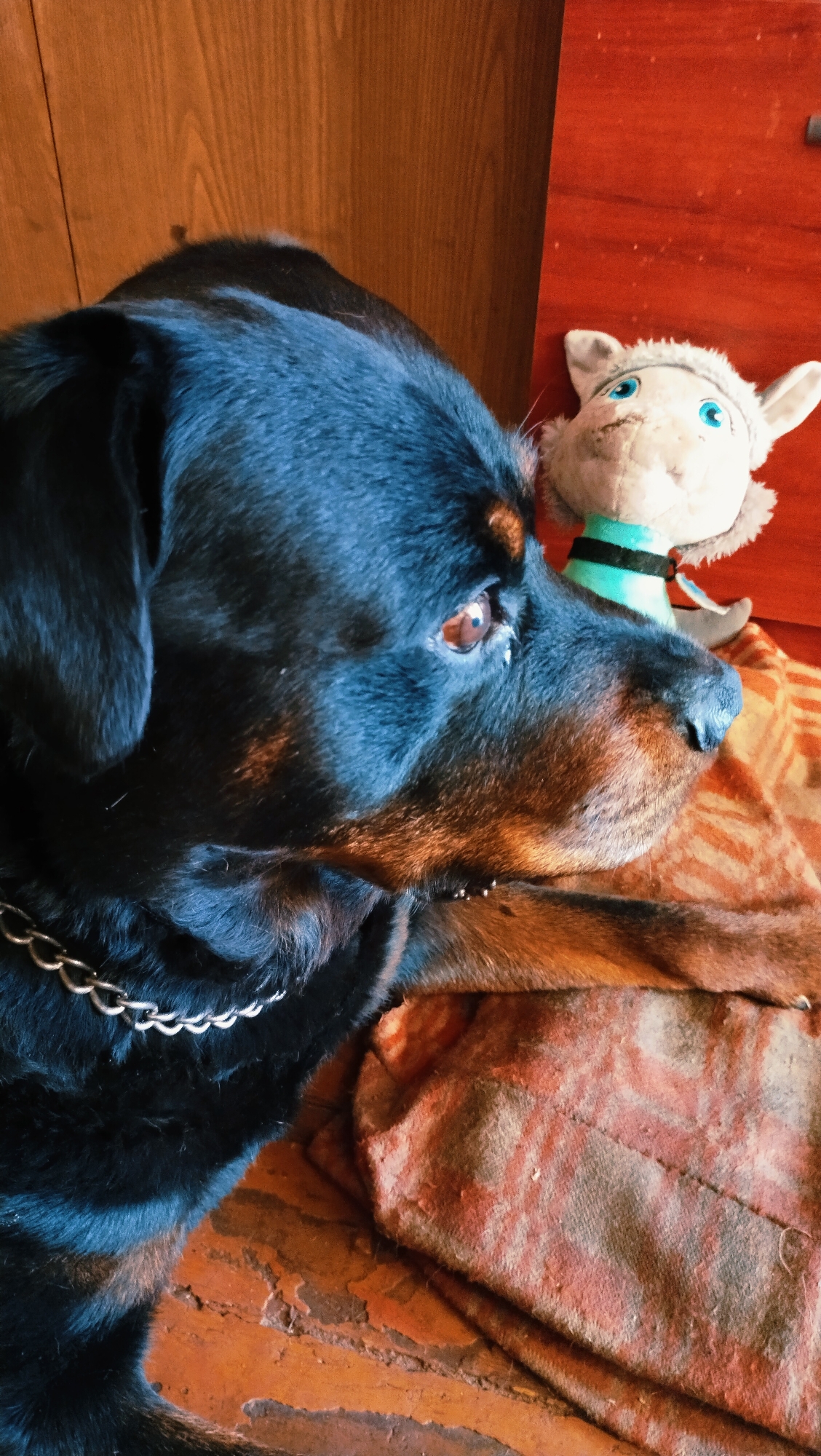 Rottweiler, a calico cat, and street scenes from Horishni Plavni