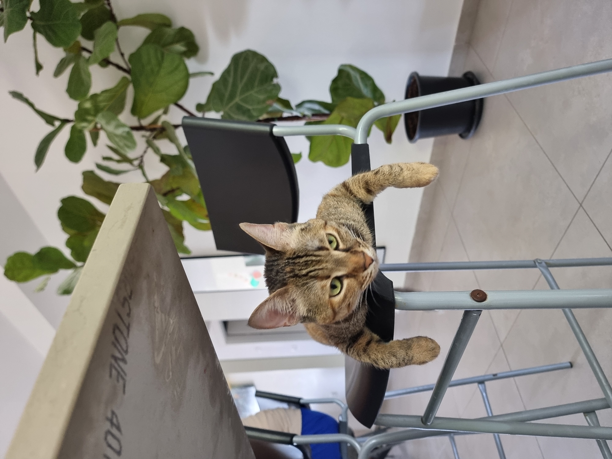 Tabby cat enjoys breakfast time in Ramat Gan kitchen