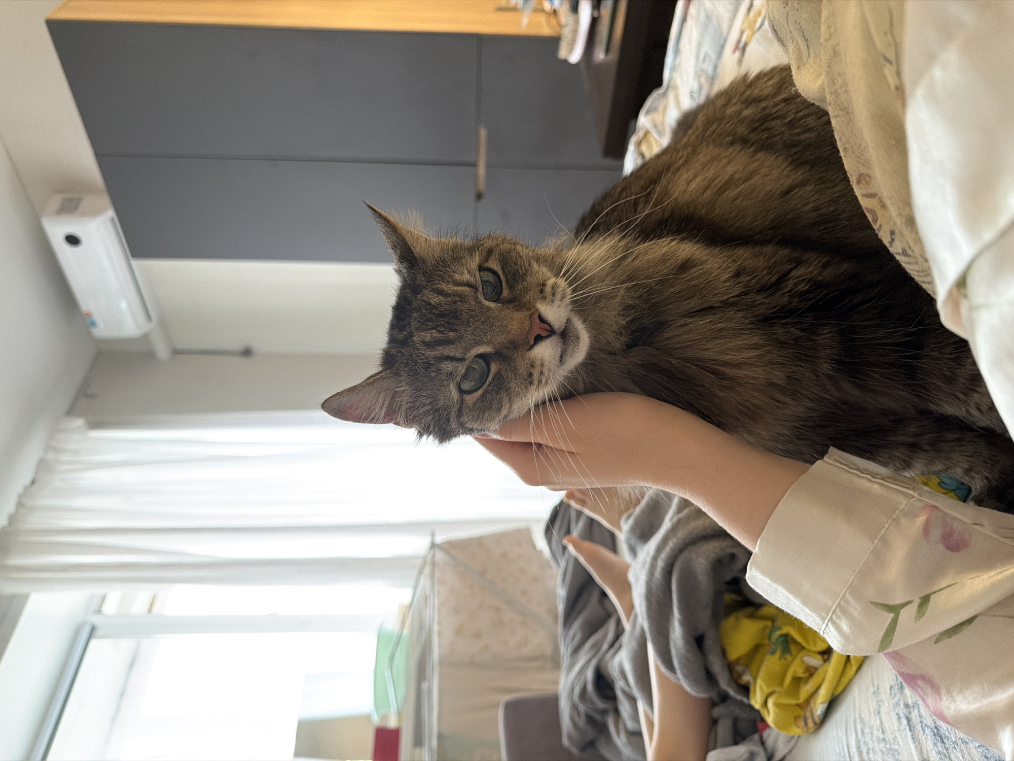 Morning cat cuddles captured in Russian home