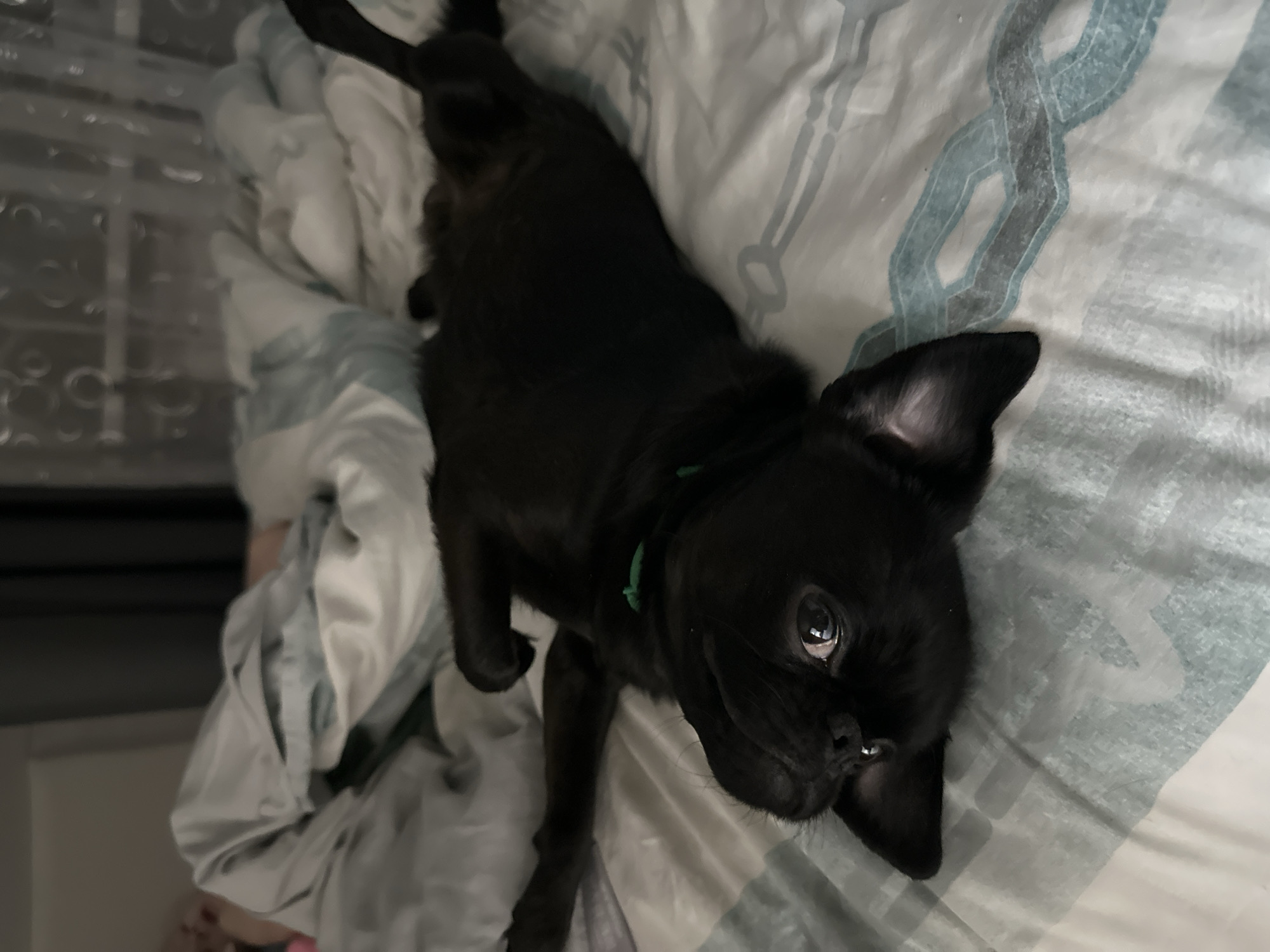 Black pug puppy photographed relaxing on bed in Chaikovsky