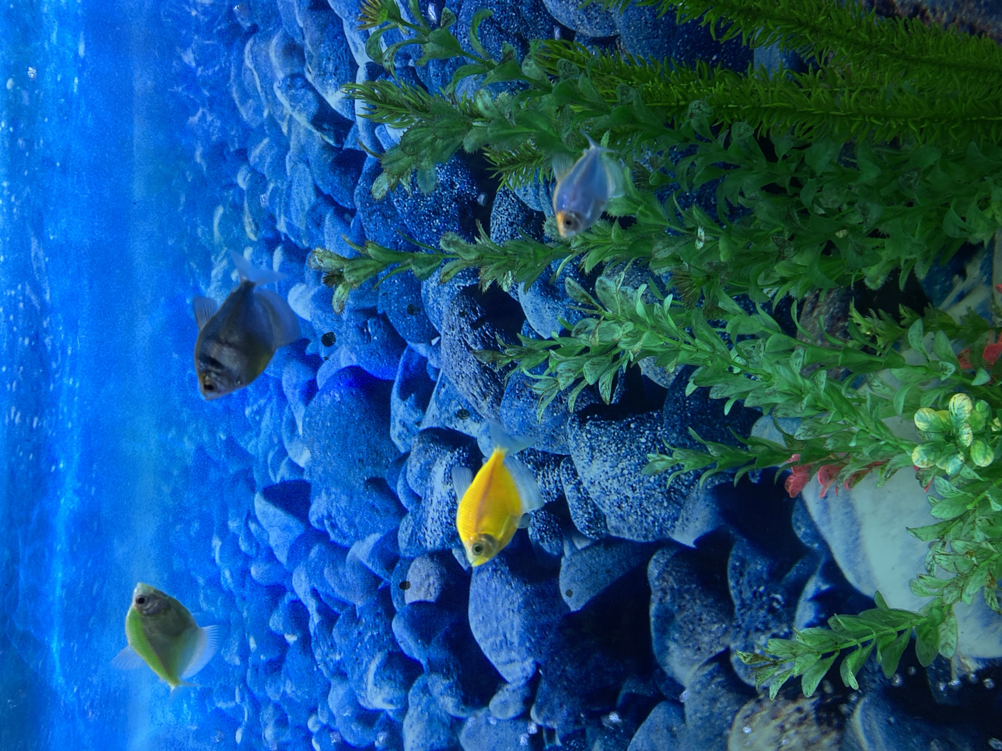 Pet shop aquarium displays draw visitor attention in Saint Petersburg