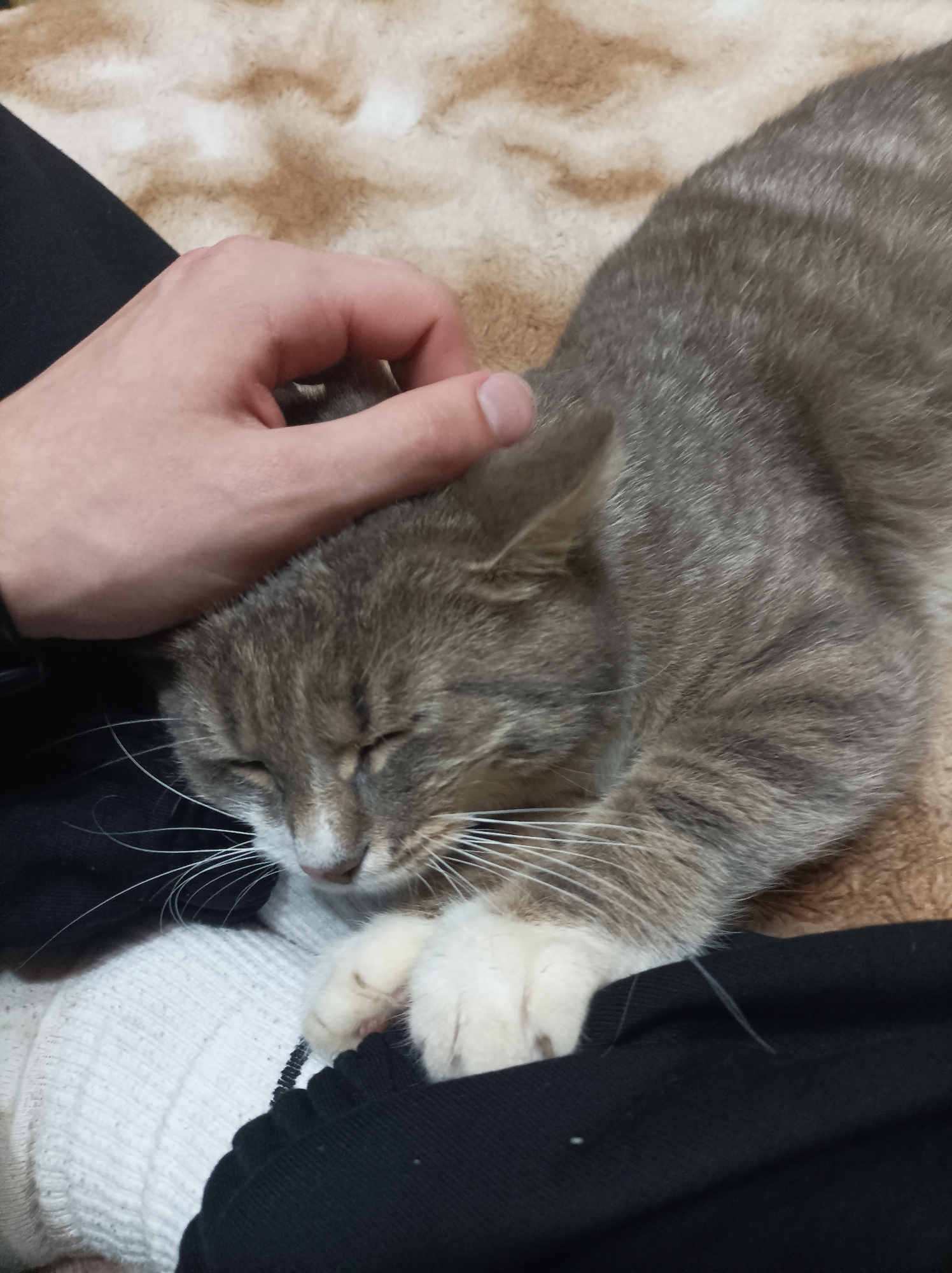 Tabby Cat Enjoys Gentle Petting Session in Semyonov