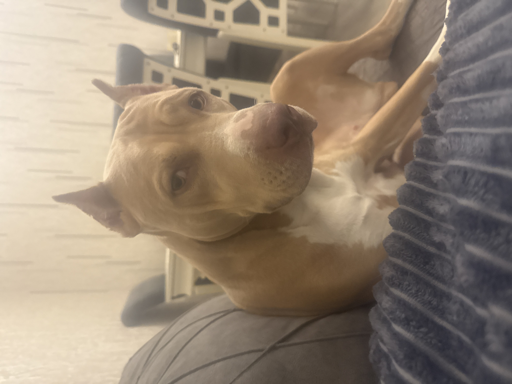 Pit bull lounging on a couch in a Metsamor home