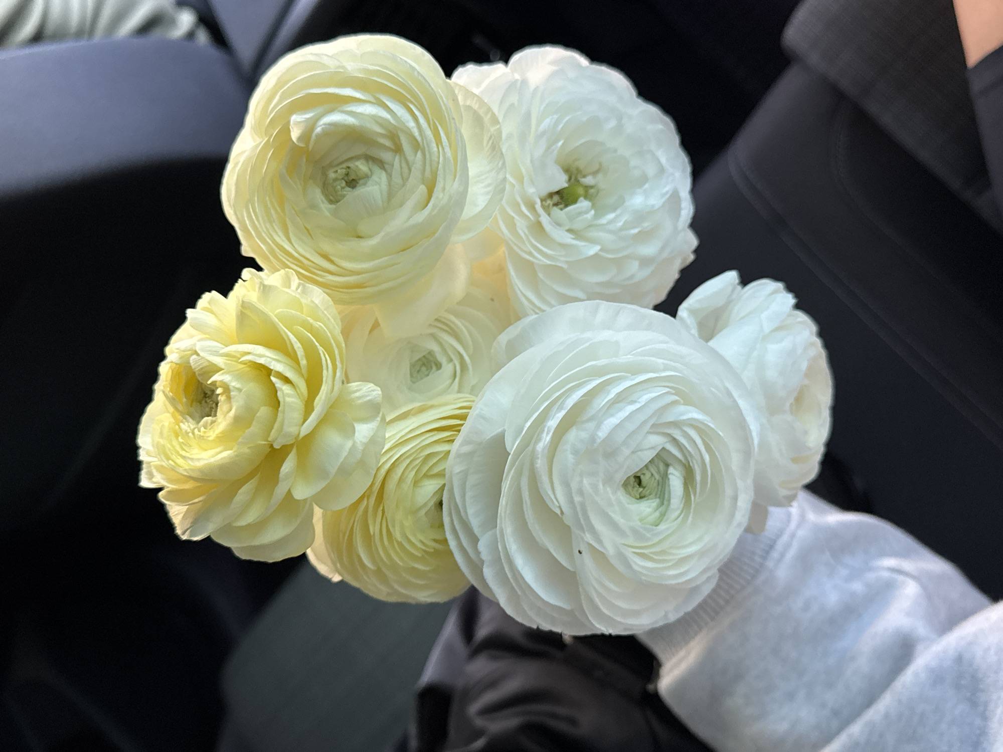 Ranunculus bouquet photographed inside car in Belgrade morning