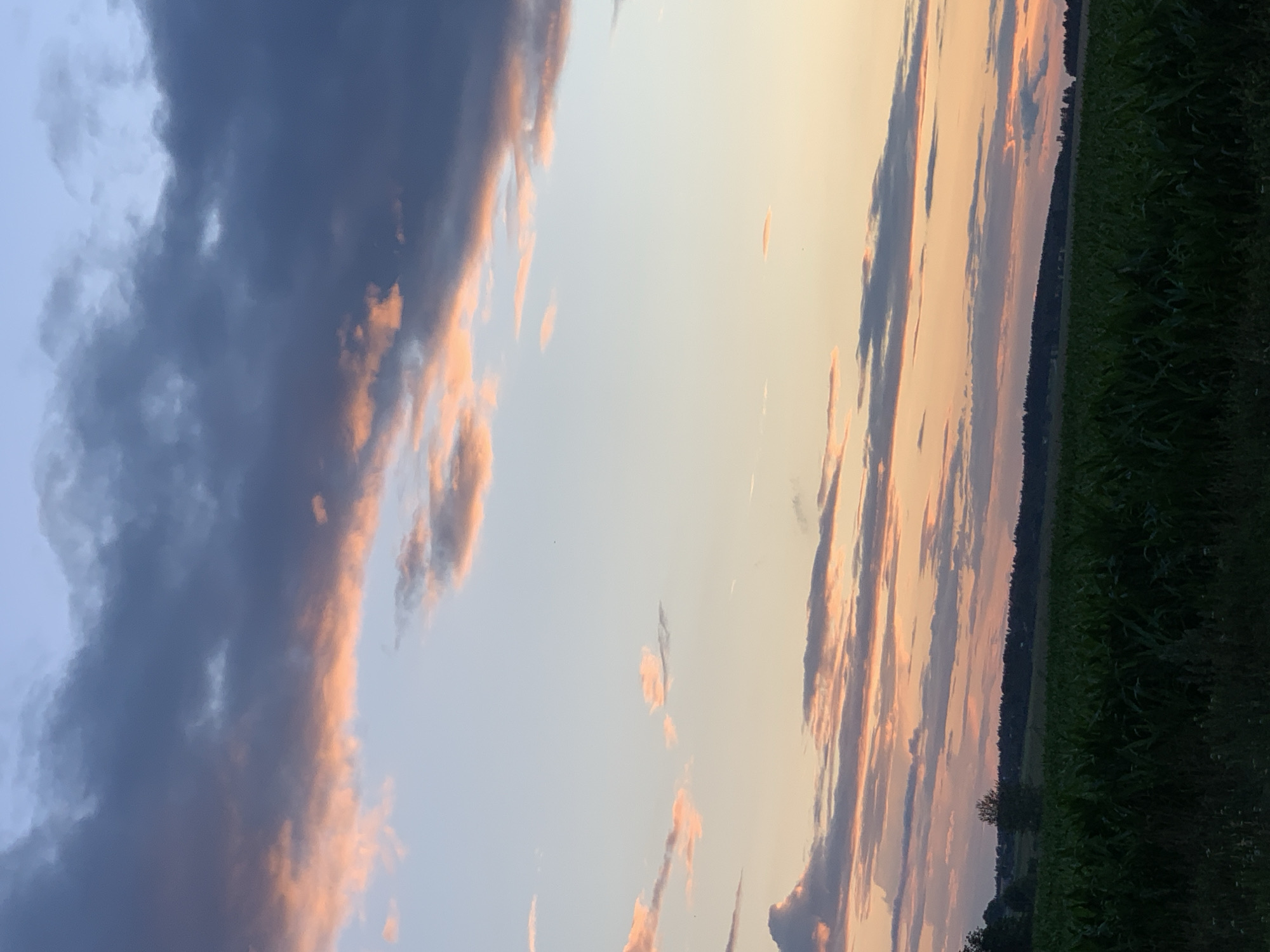 Belarusian farmland at dusk, cornfields under a fading summer sky
