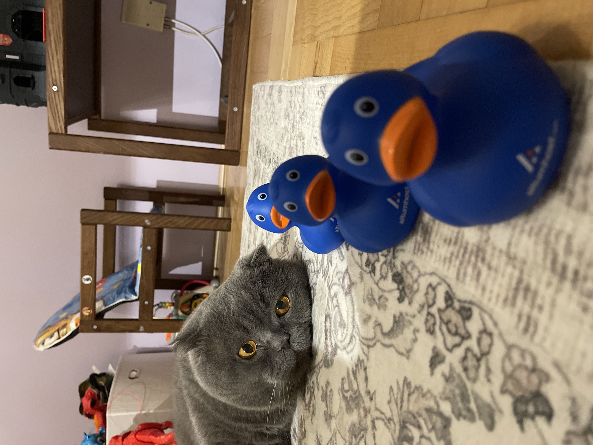Scottish Fold cat observes rubber ducks indoors