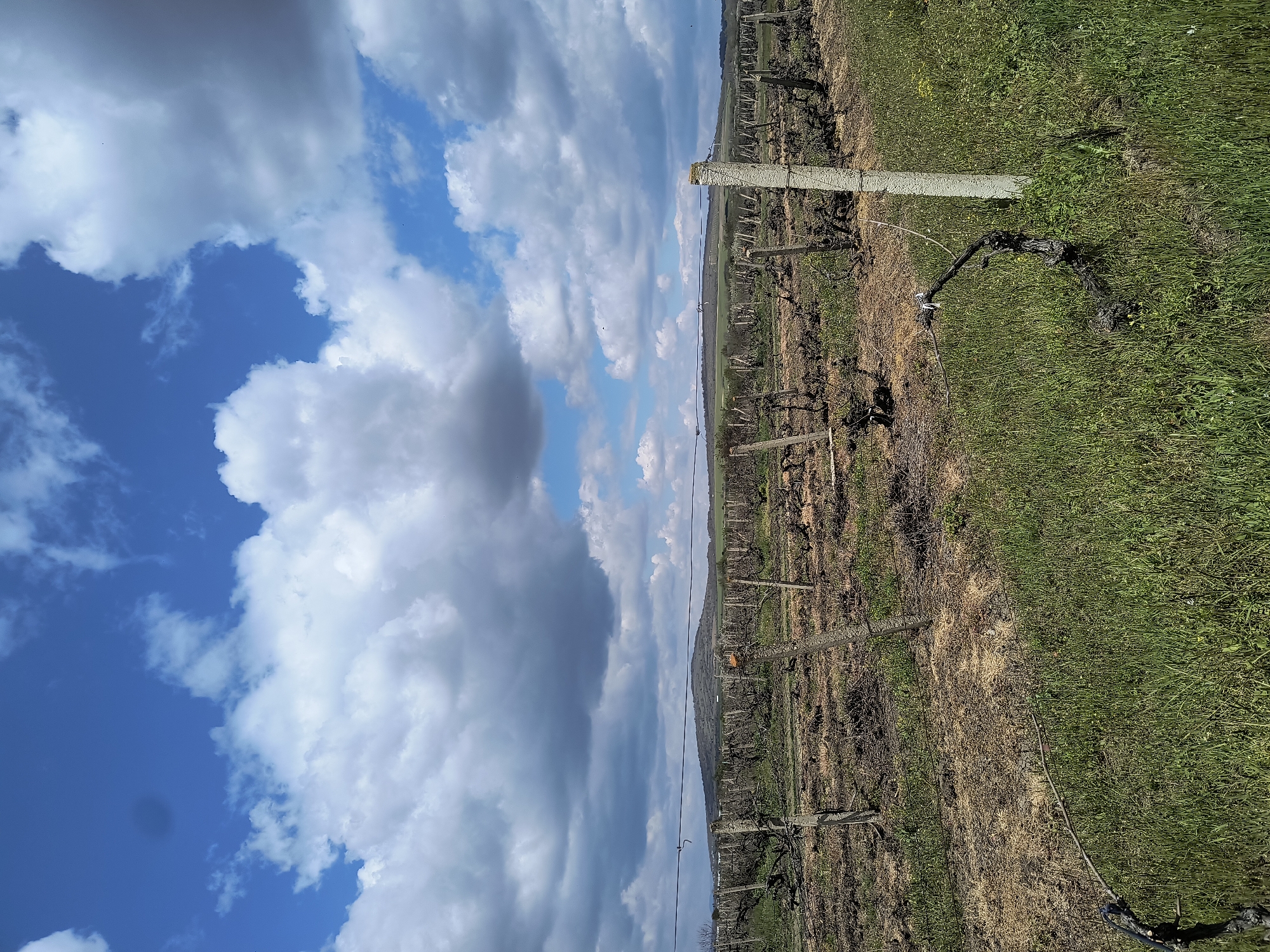 Spring vineyard maintenance observed in Madrino, Bulgaria