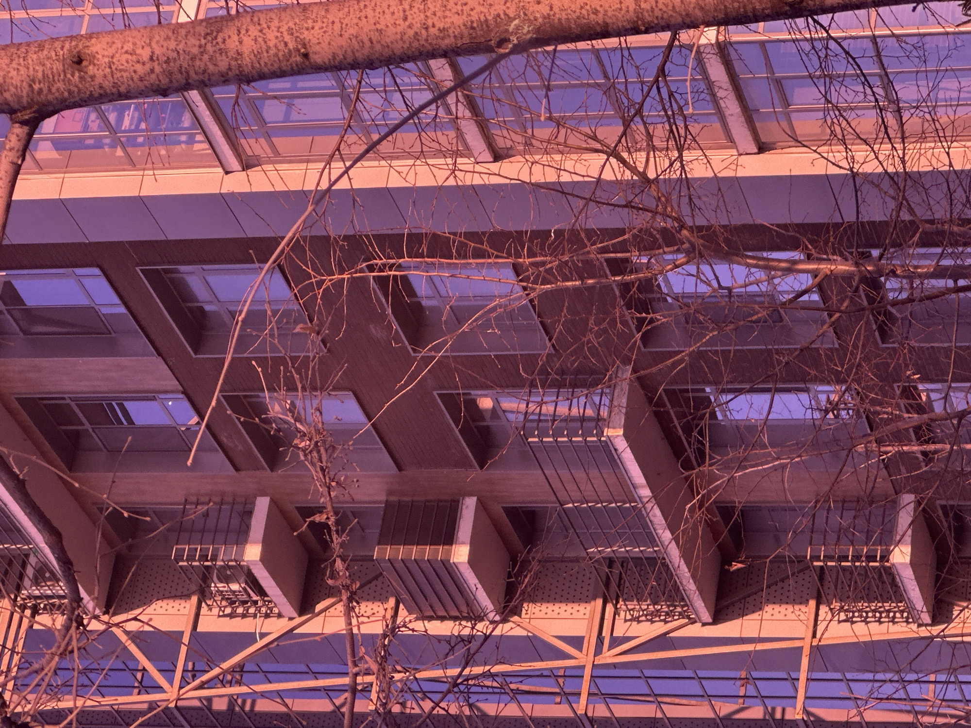Building photographed from below through bare branches in Kazan