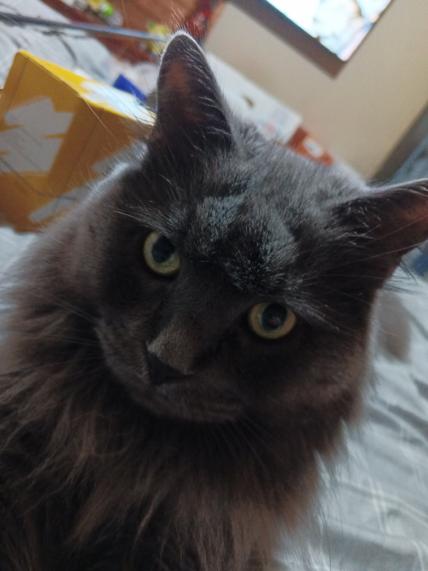 Gray cat lounges and poses in a cozy home setting