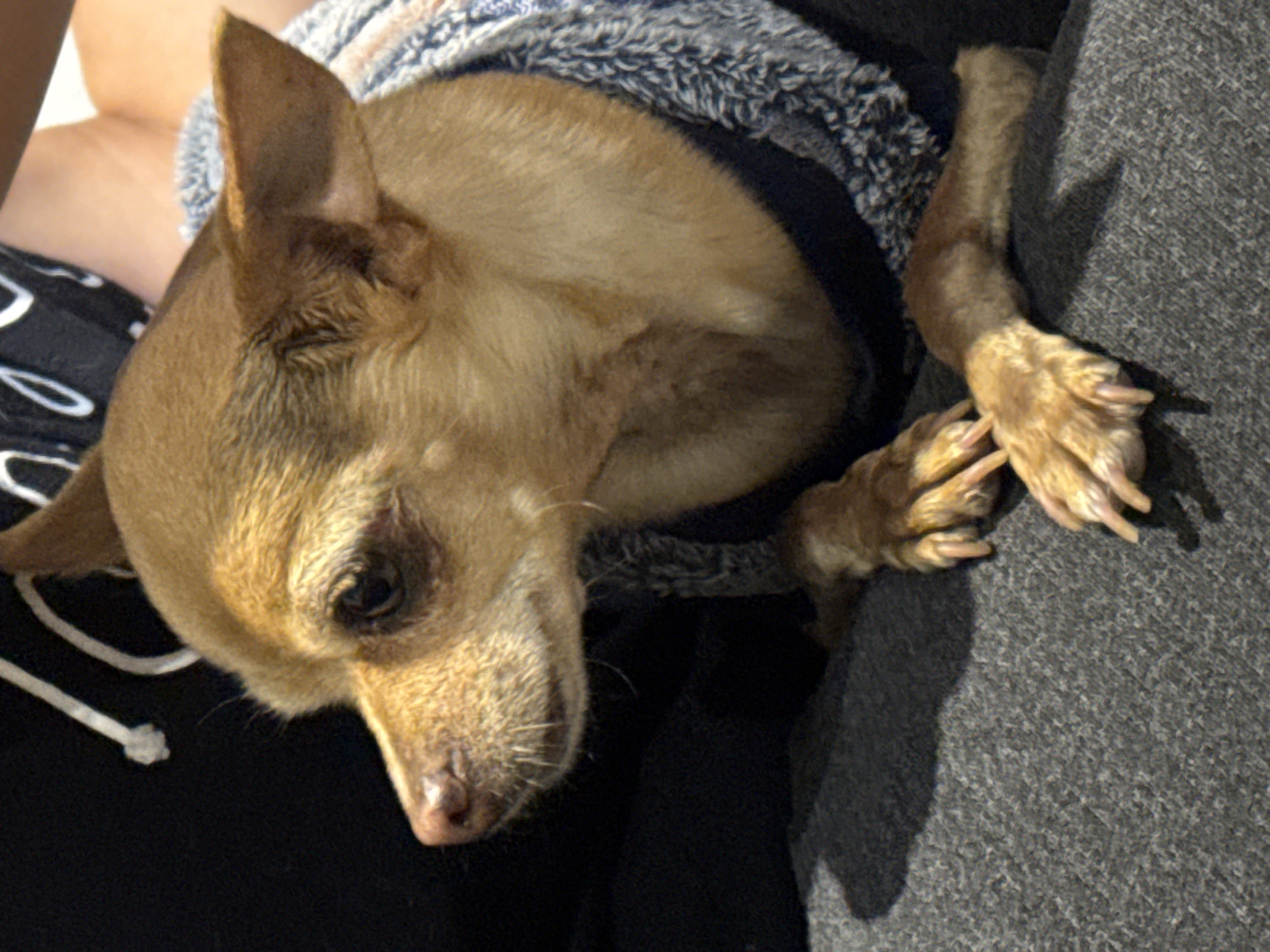 Chihuahua spotted resting and playing in Mexican home