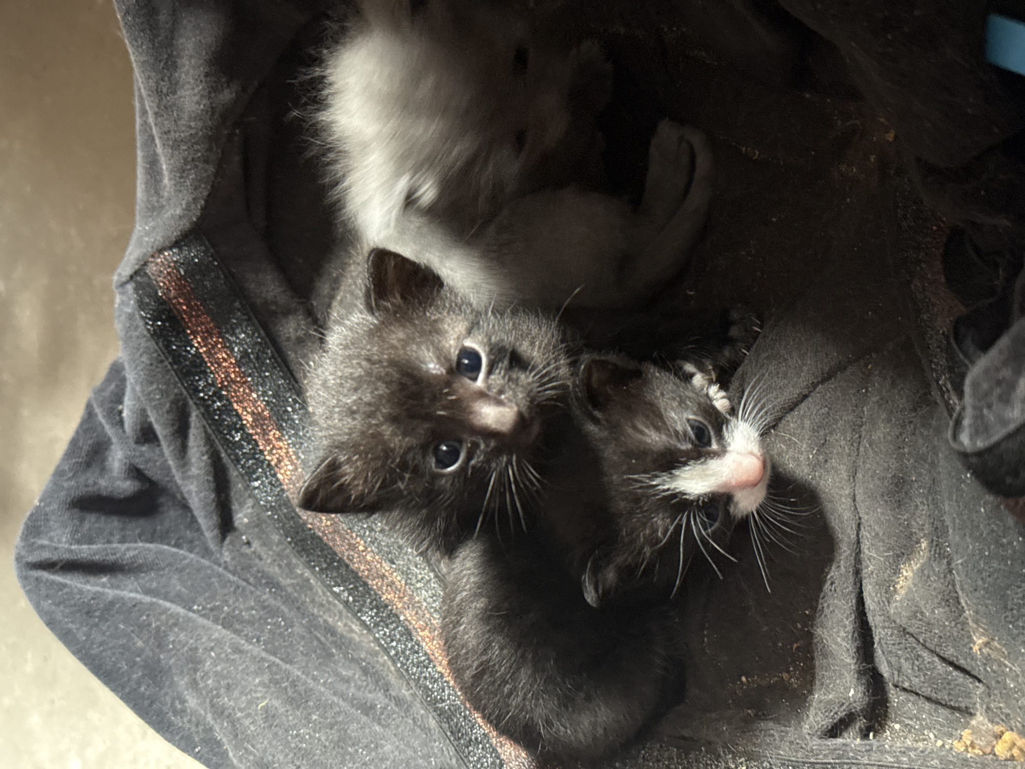 Three Newborn Kittens Found in Makeshift Nest in Poti