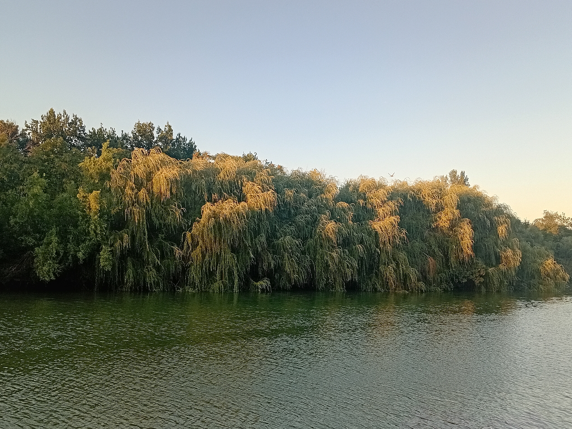 Quiet afternoon at a tree-lined lake in Shymkent