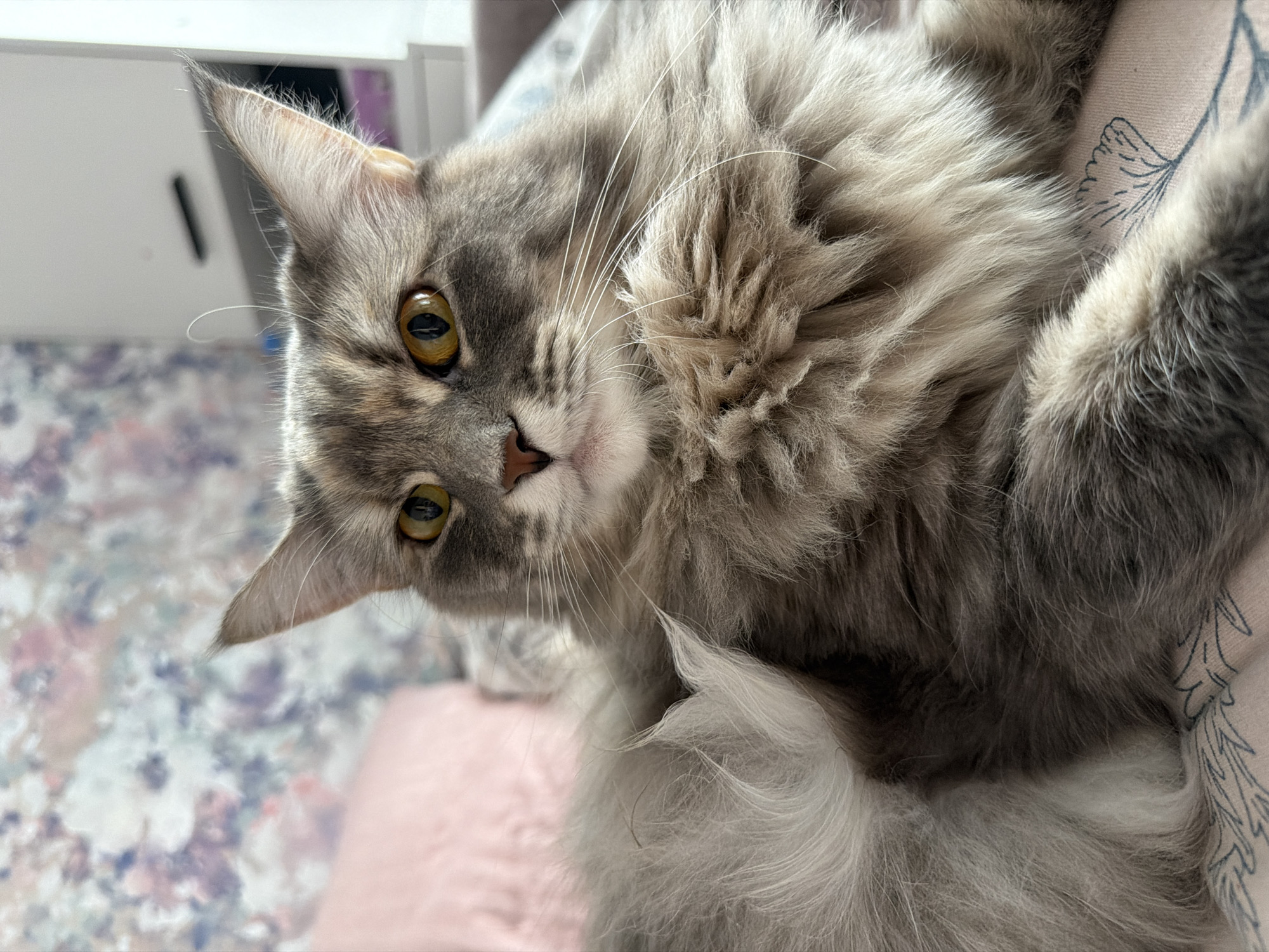 Gray tabby cat napping and loafing on pink floral bedding