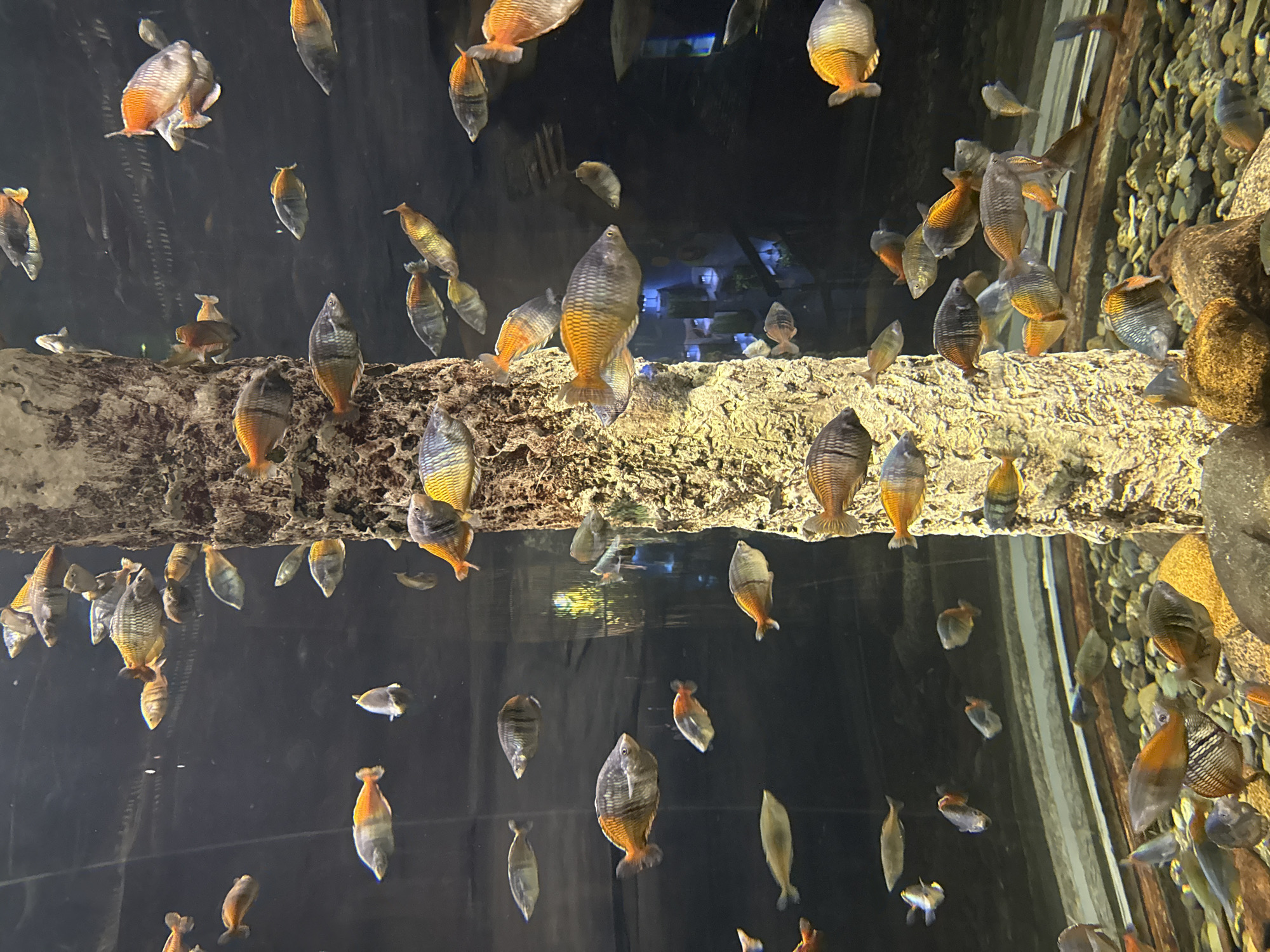 Inside a Saint Petersburg aquarium: fish, rays, and chameleons on display