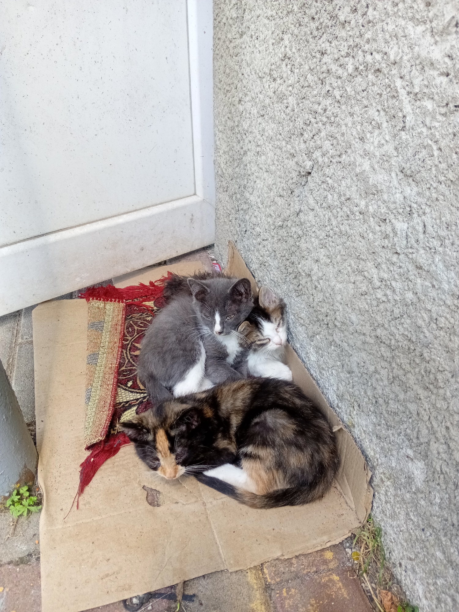 Kittens resting and roaming a Tiachiv sidewalk