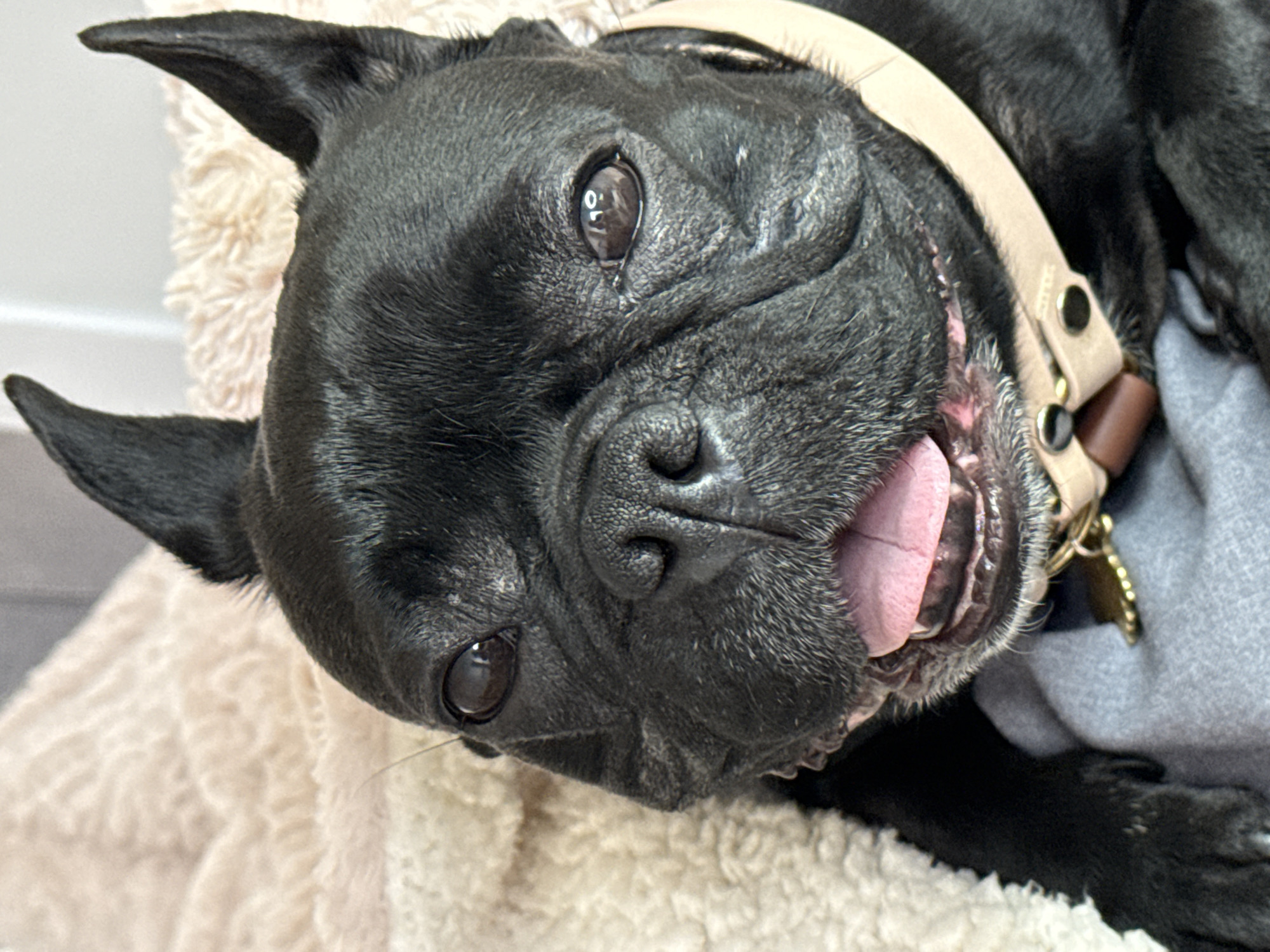 French Bulldog's Afternoon Captured in Ramat Gan Home Videos