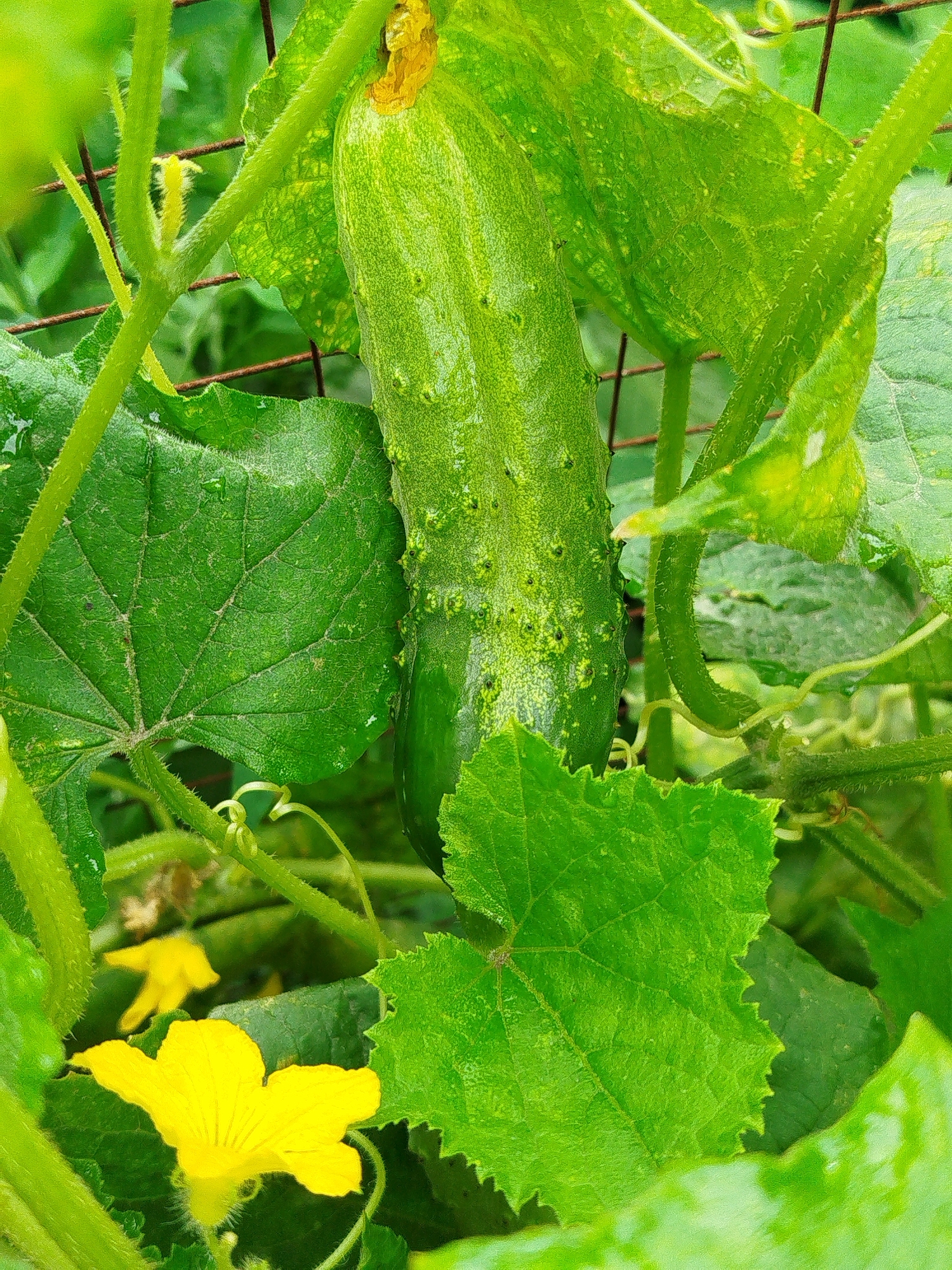 Garden close-ups in Bishkek: cucumbers, blackberries, and wildflowers