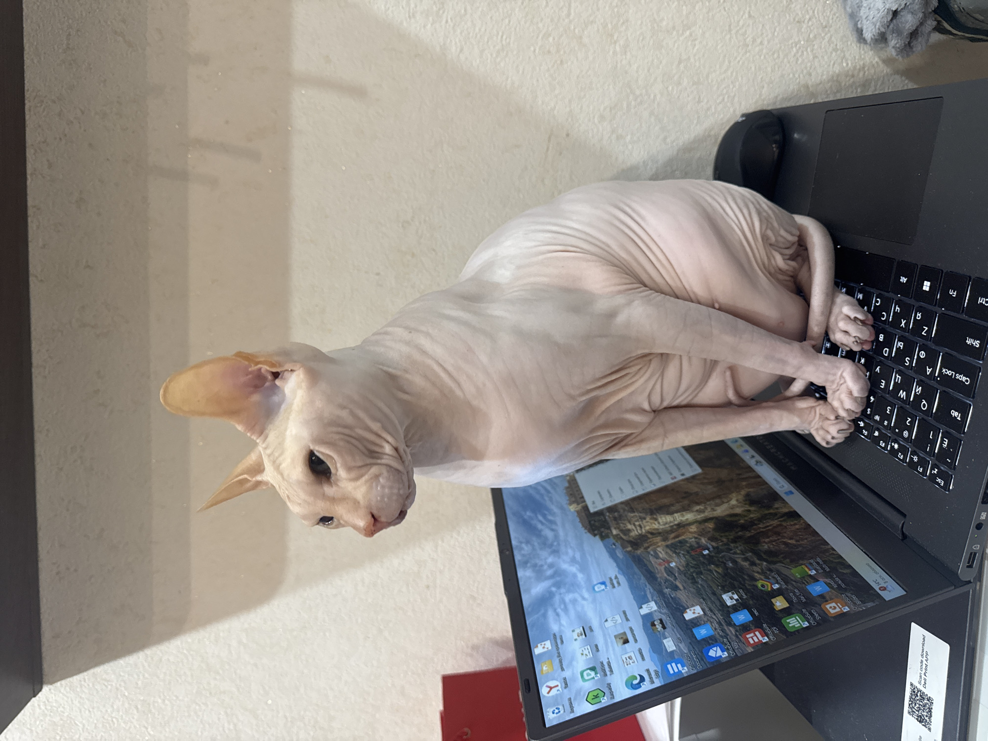 Hairless cat and fish preparation observed in Vesyoloye home