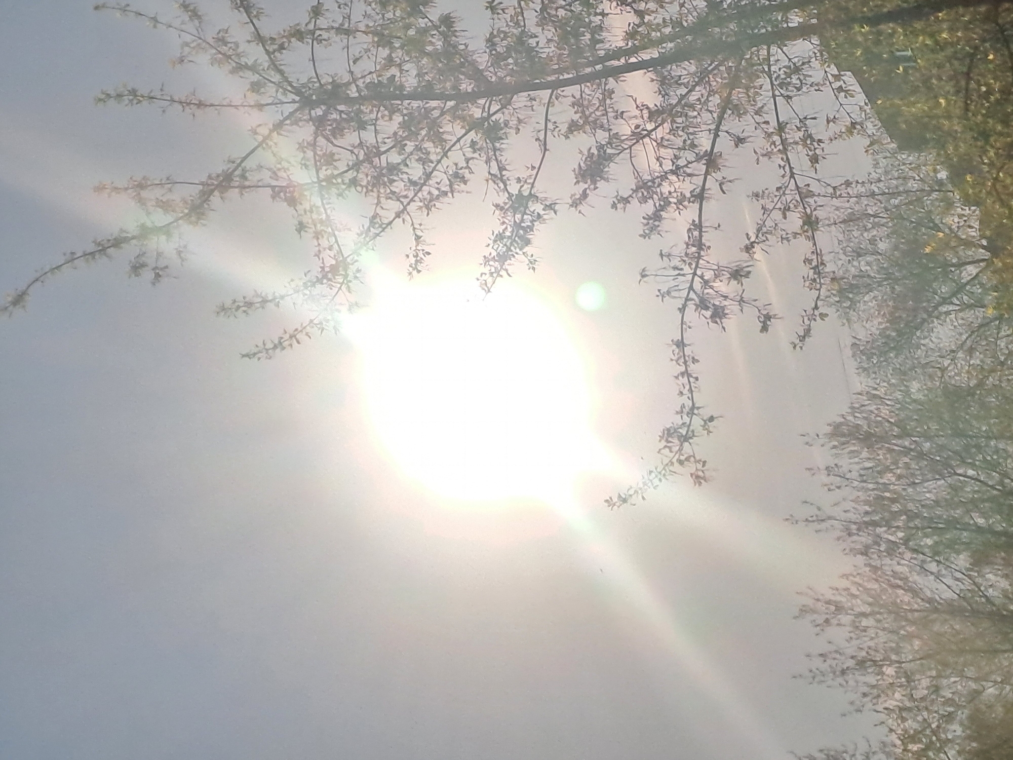 Early morning nature scenes documented in Elektrostal, Russia