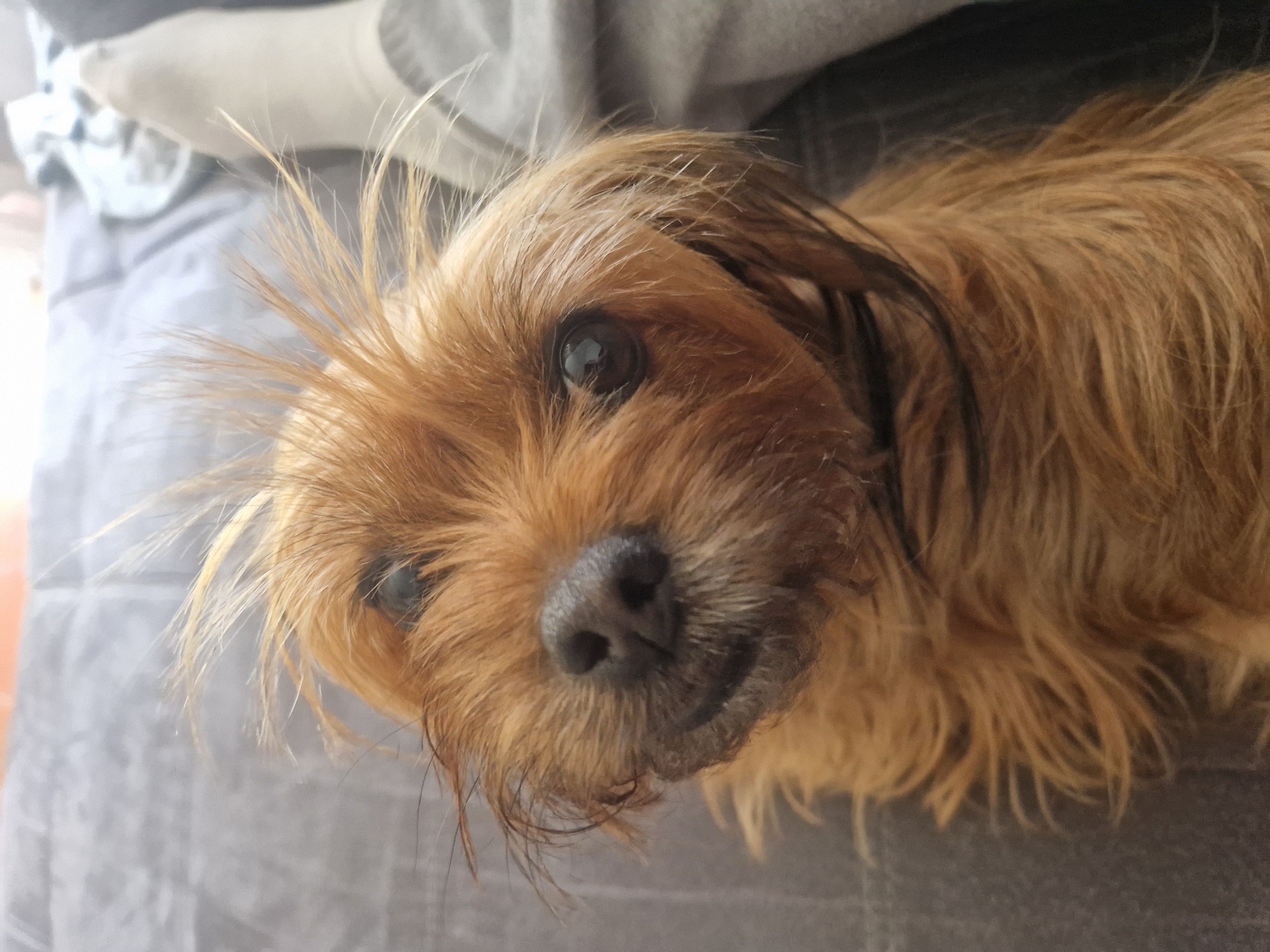 Scruffy dog plays fetch and lounges in a sunny Ingolstadt backyard