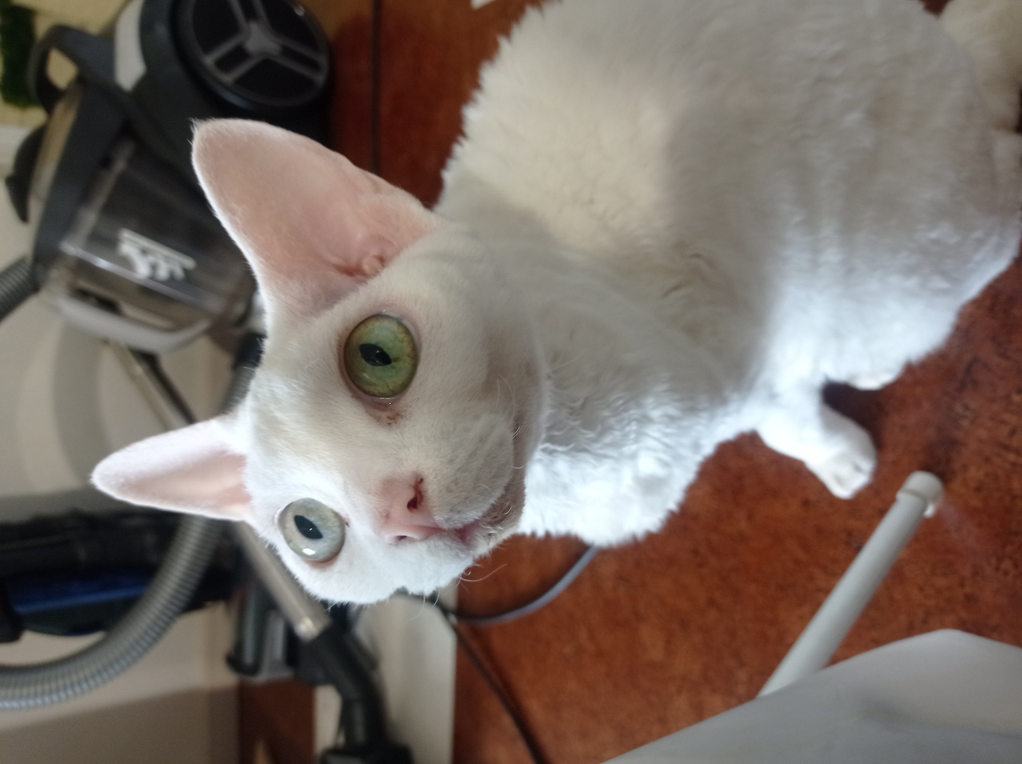 Two green-eyed cats in cozy indoor settings
