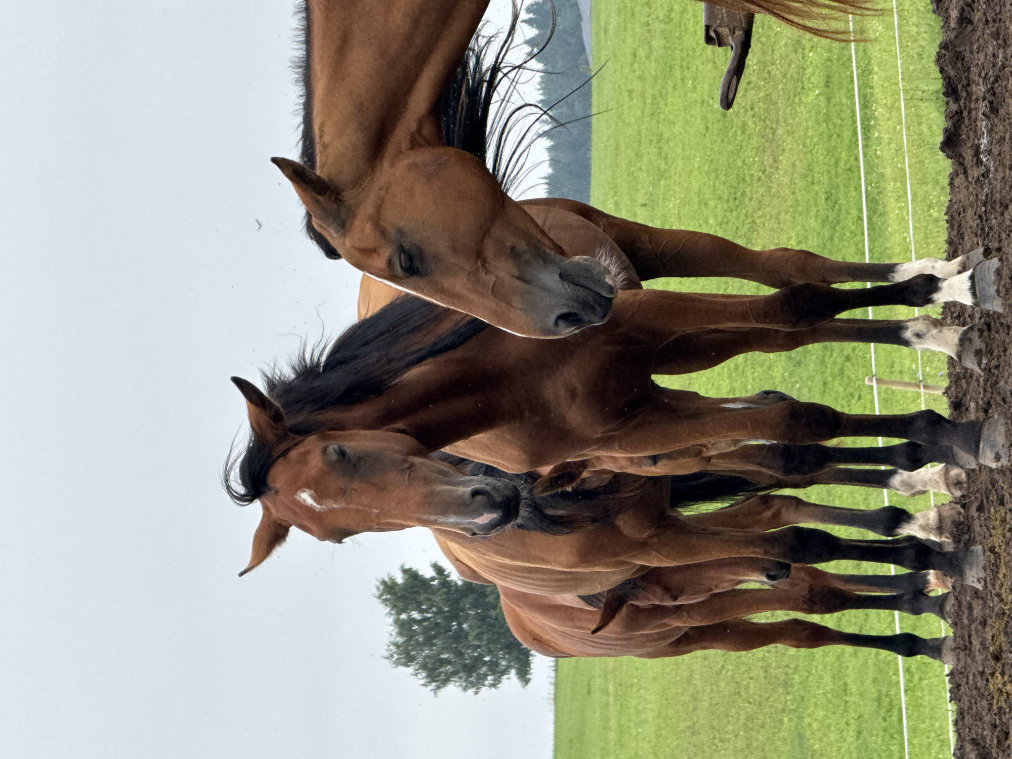 Horses in a muddy Lithuanian field on a cloudy morning