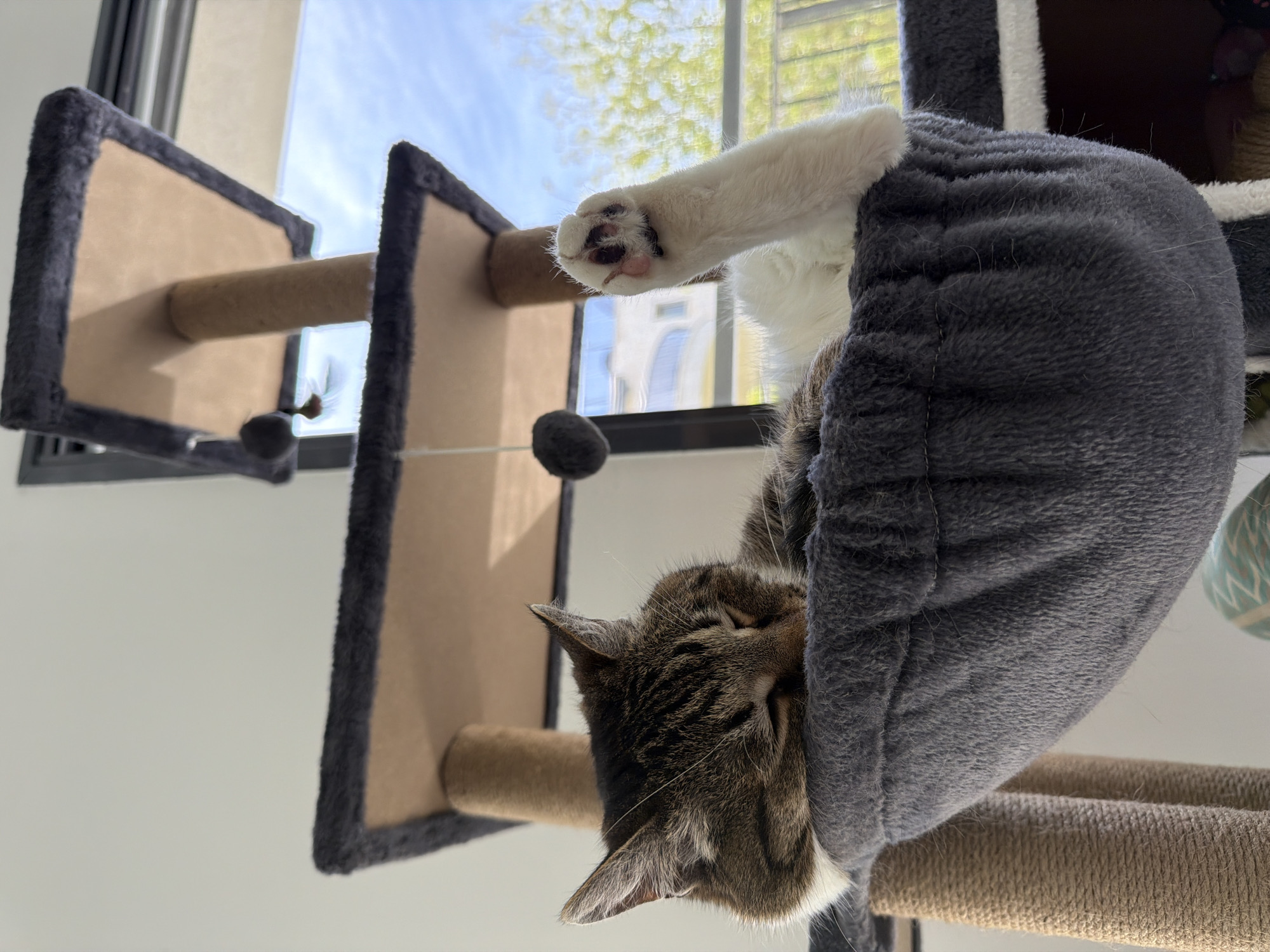 Cat sleeps peacefully in tree bed near window