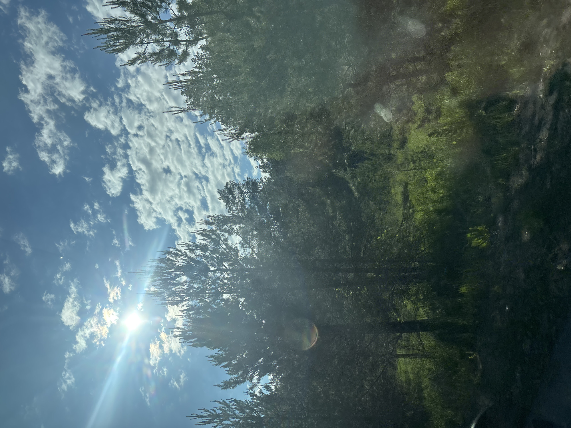 Sunlit forest scene photographed in Chaikovsky, Russia