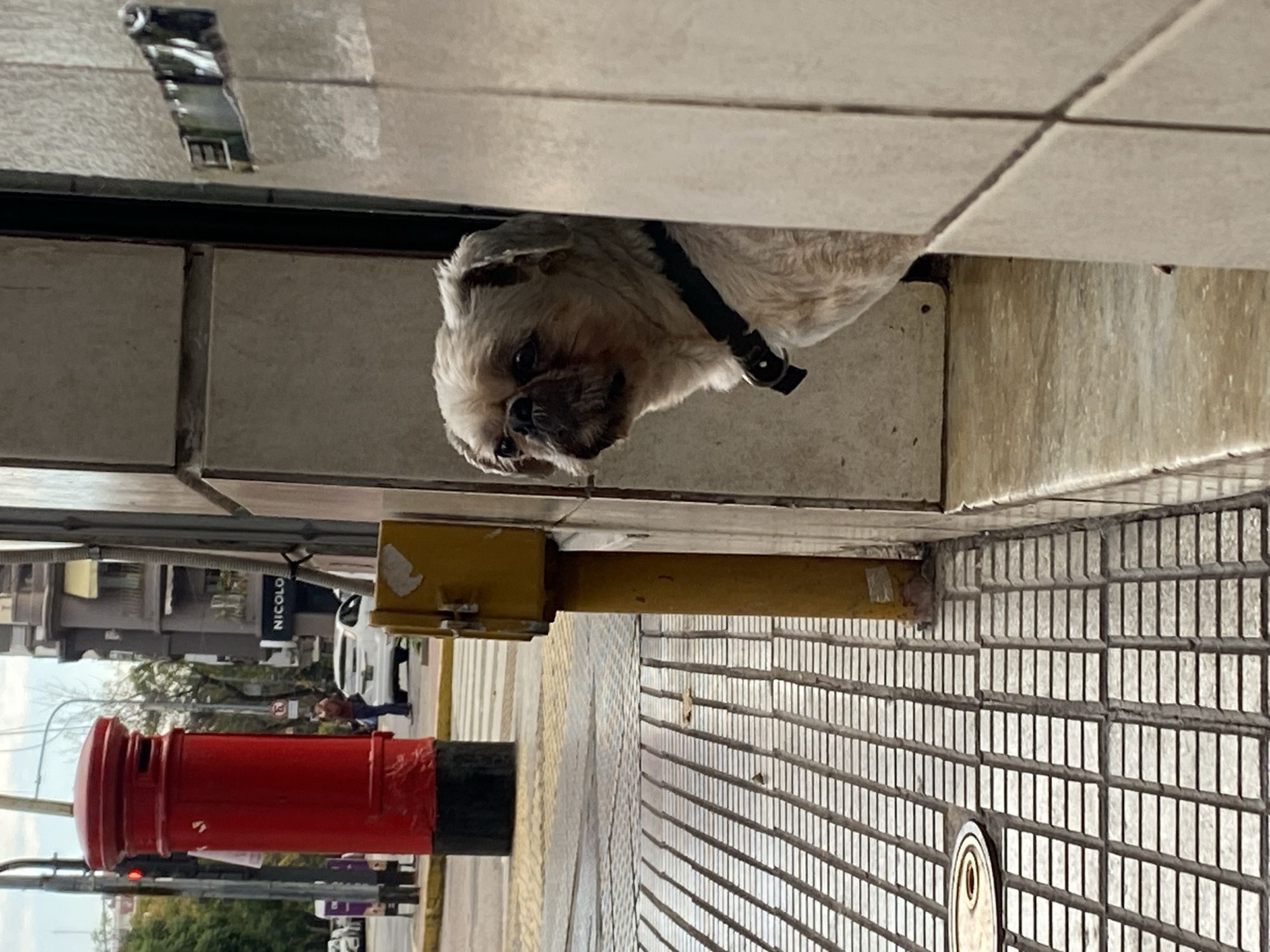 Small dog spotted near Buenos Aires subway station entrance